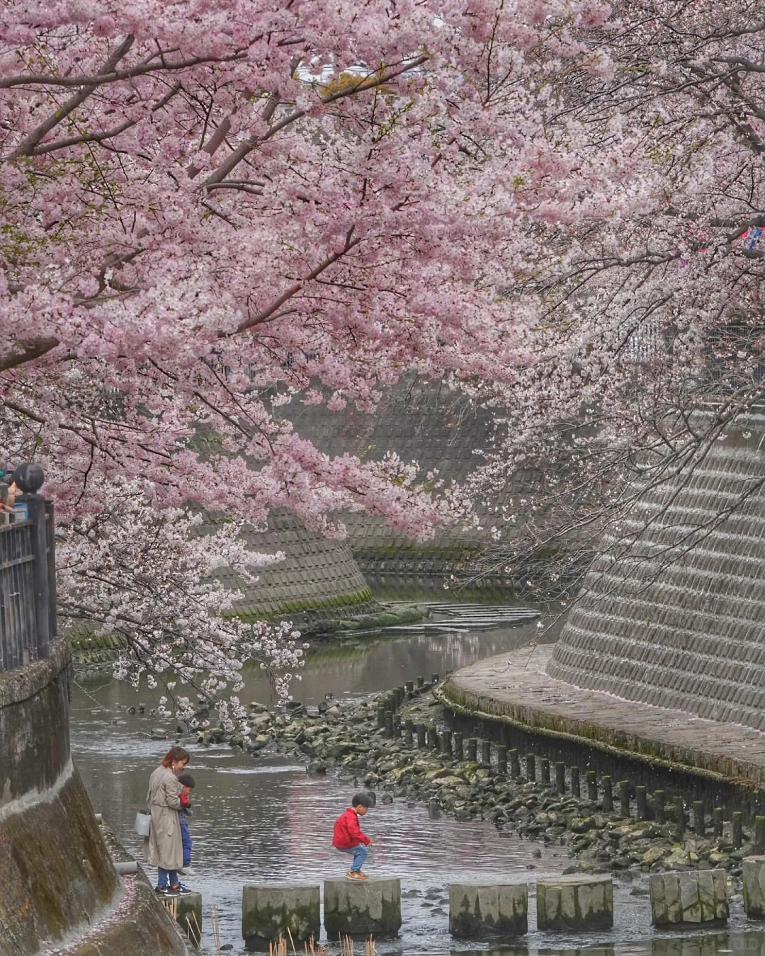 东京赏樱｜樱花季不要错过的5个小众赏樱地🌸