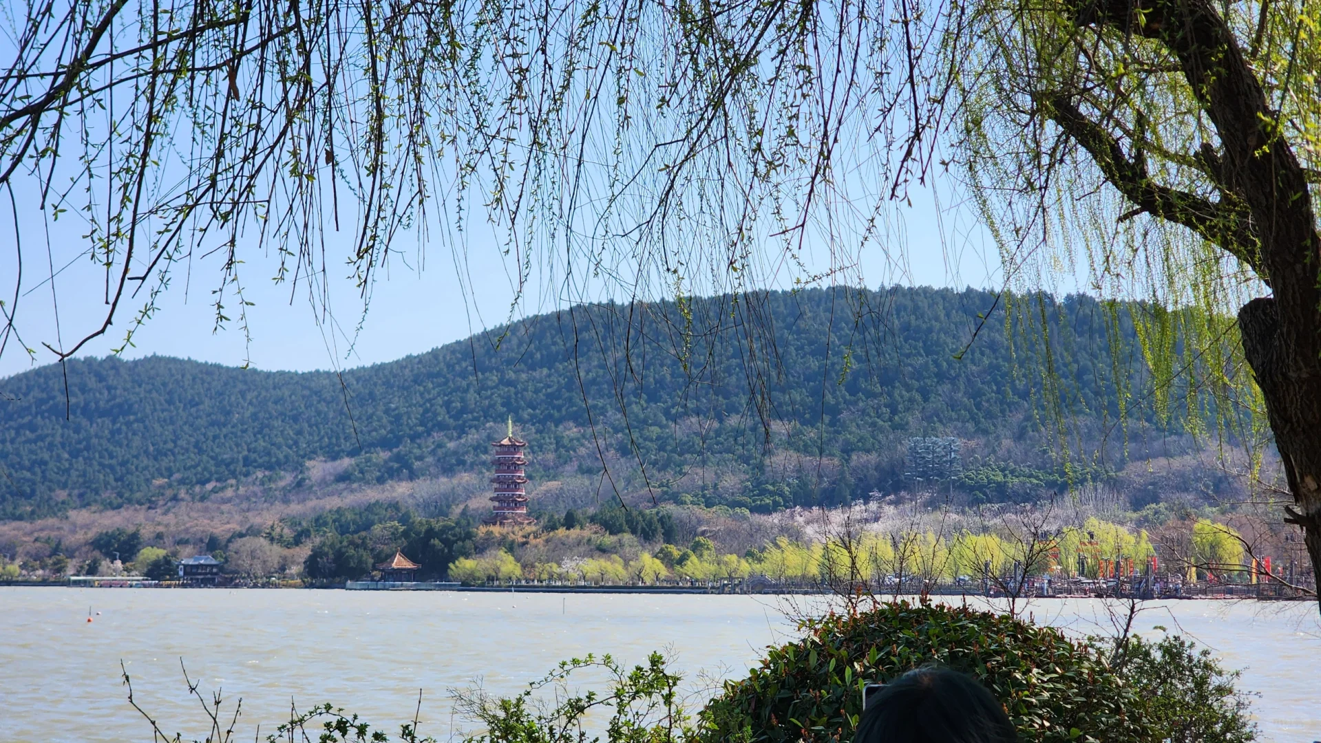 徐州花开这么好看你怎么也不宣传呢