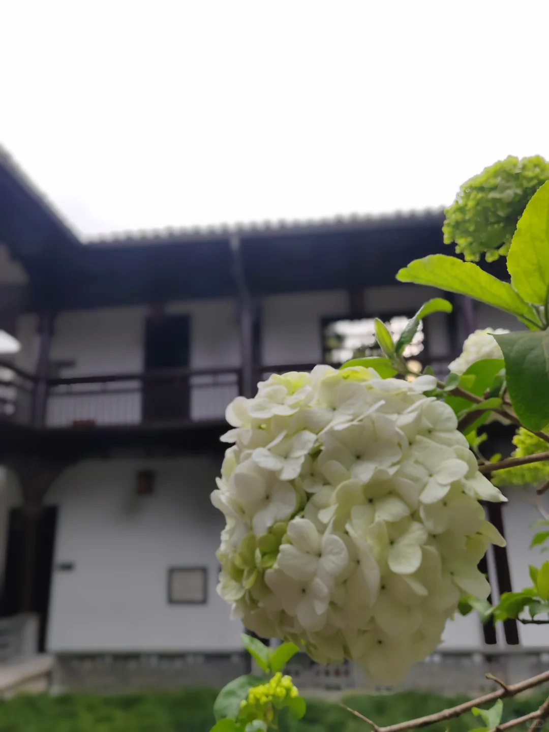 何园花情报告3月29日早7点实拍