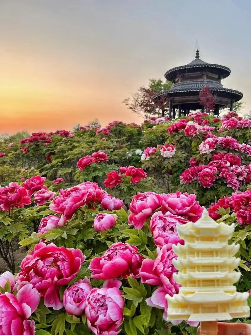 🌸河南这5个景区，承包你整个春天的浪漫