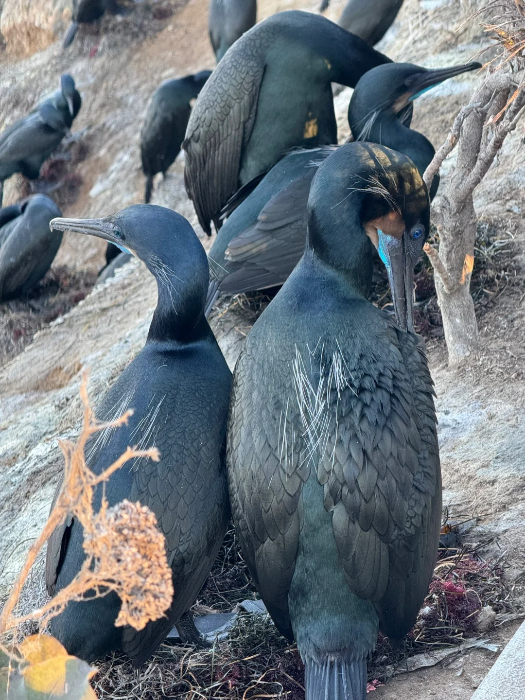 美国｜圣地亚哥La Jolla Cove🦭海狮太可爱啦