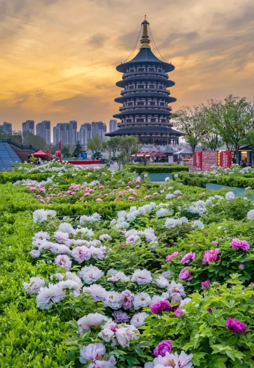 四月我要去洛阳谁也拦不住我🐛