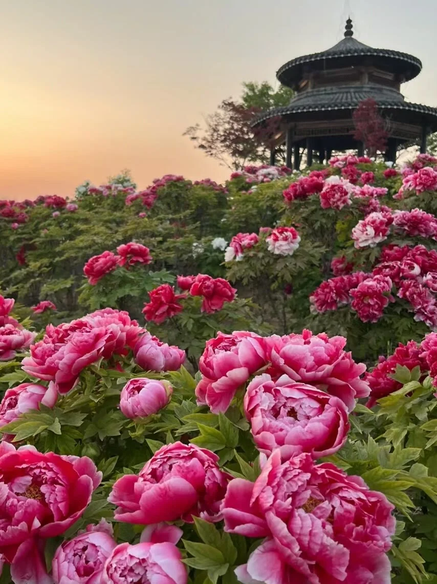 25年洛阳牡丹花卉您准备去哪