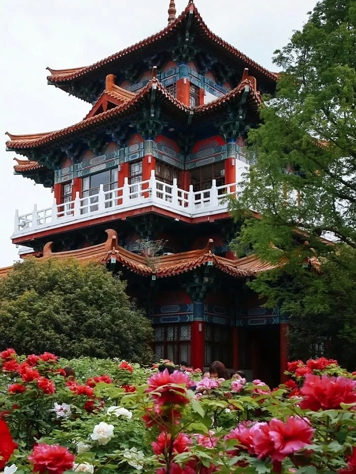 25年洛阳牡丹花卉您准备去哪