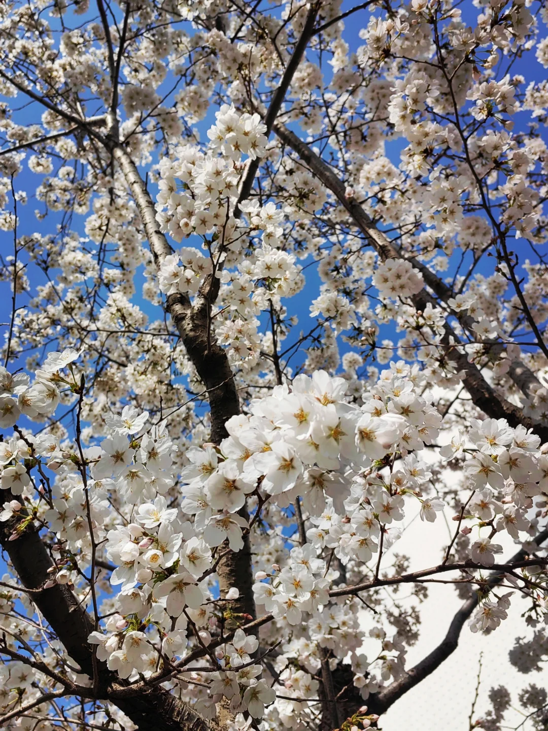 3.28真没想到家门口的樱花巷成了网红打卡地