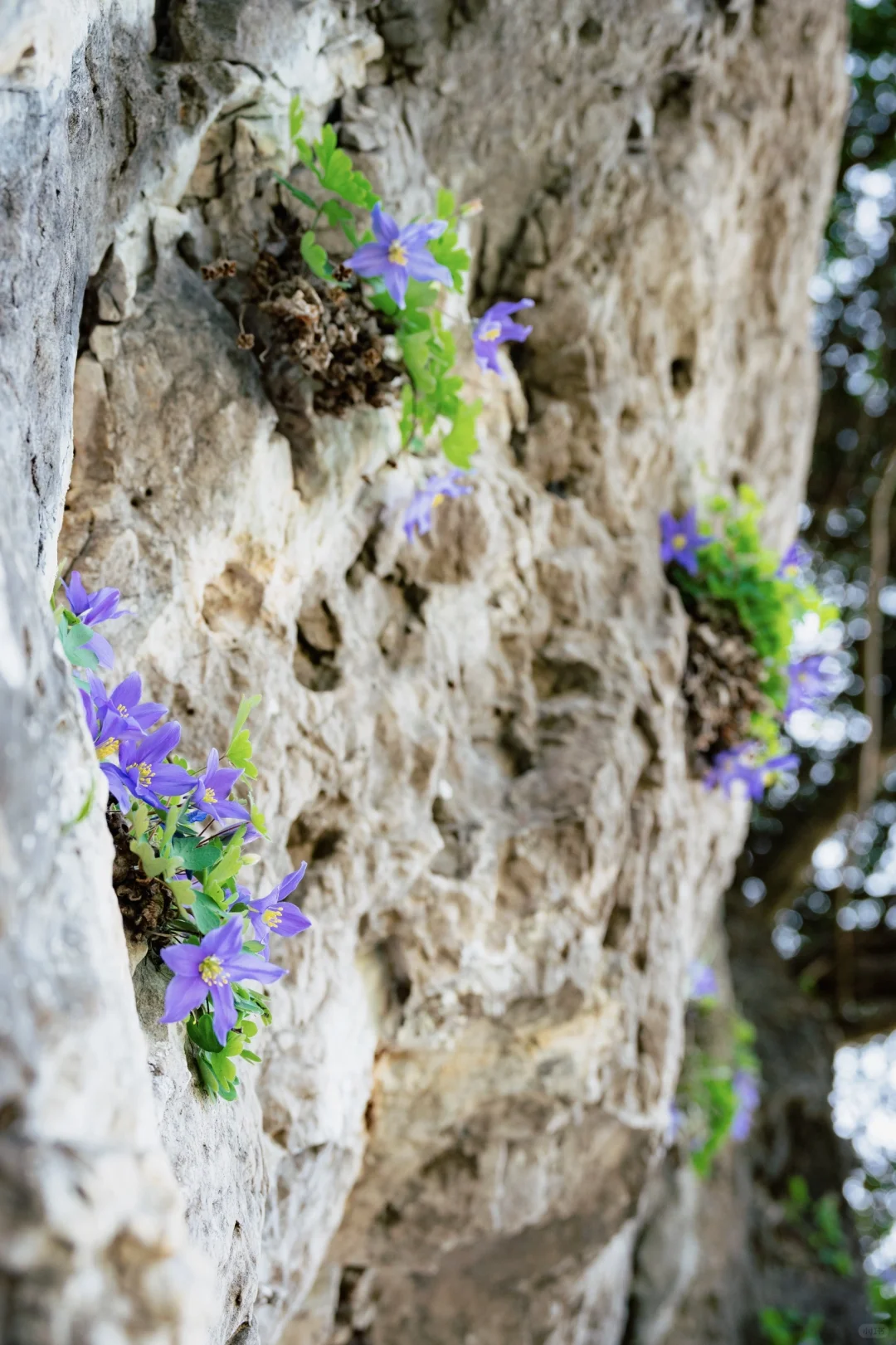 四川春日徒步天花板!爬悬崖天梯赏辛夷花海
