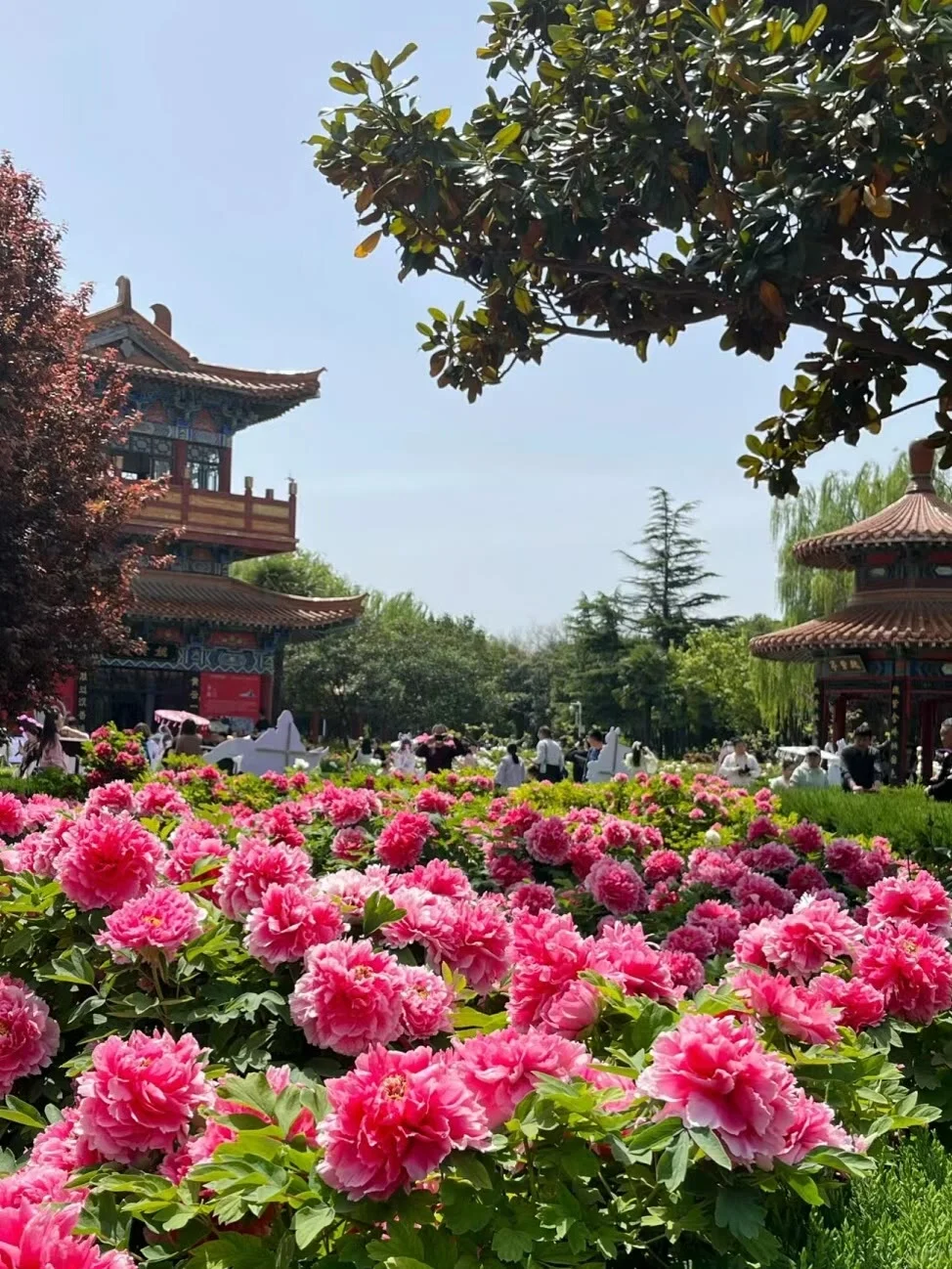 25年洛阳牡丹花卉您准备去哪