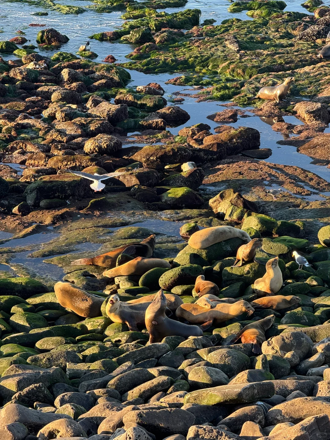 美国｜圣地亚哥La Jolla Cove🦭海狮太可爱啦