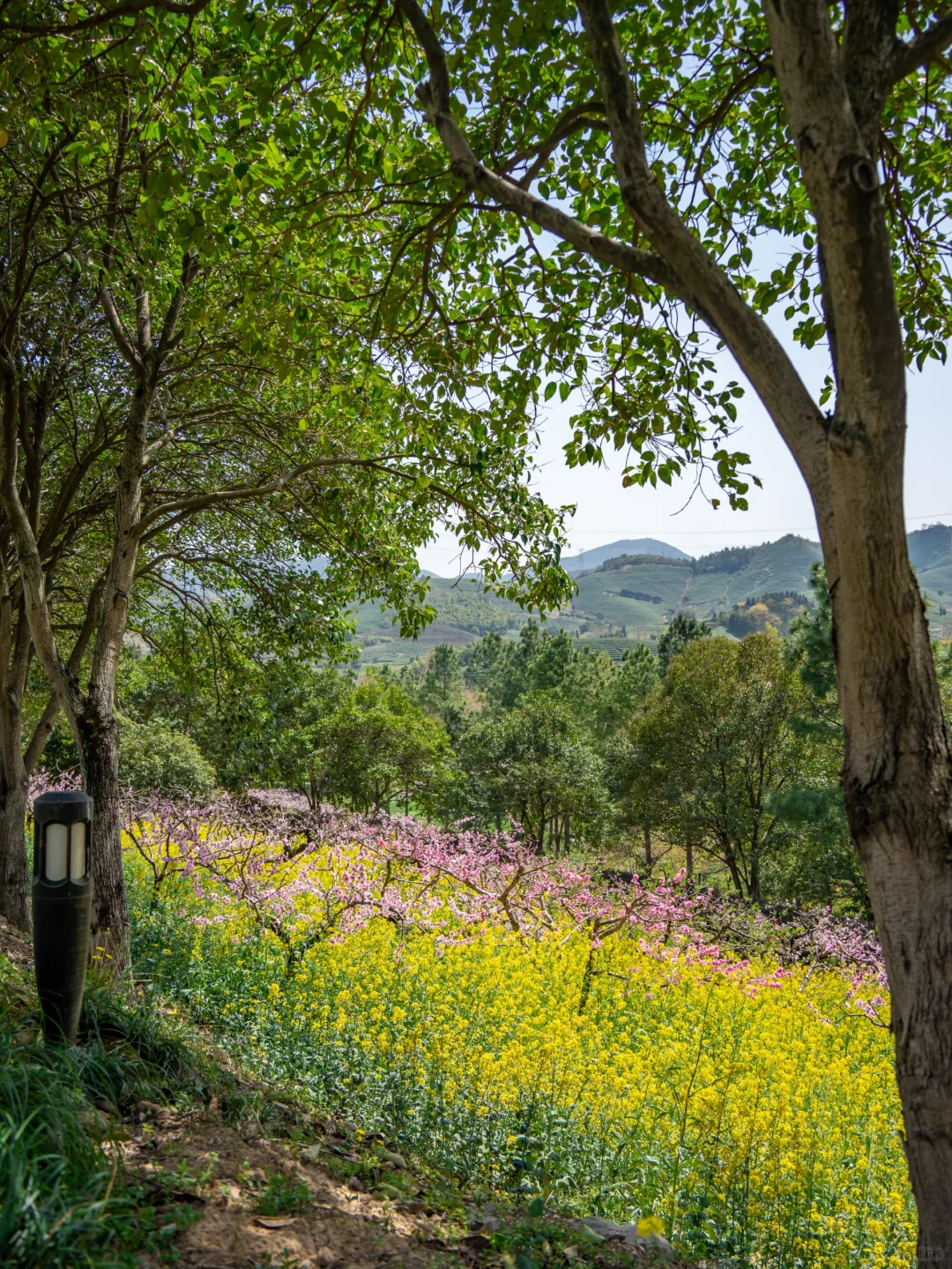 🌸千亩桃花坠入仙境｜城山沟乐园嗨翻天