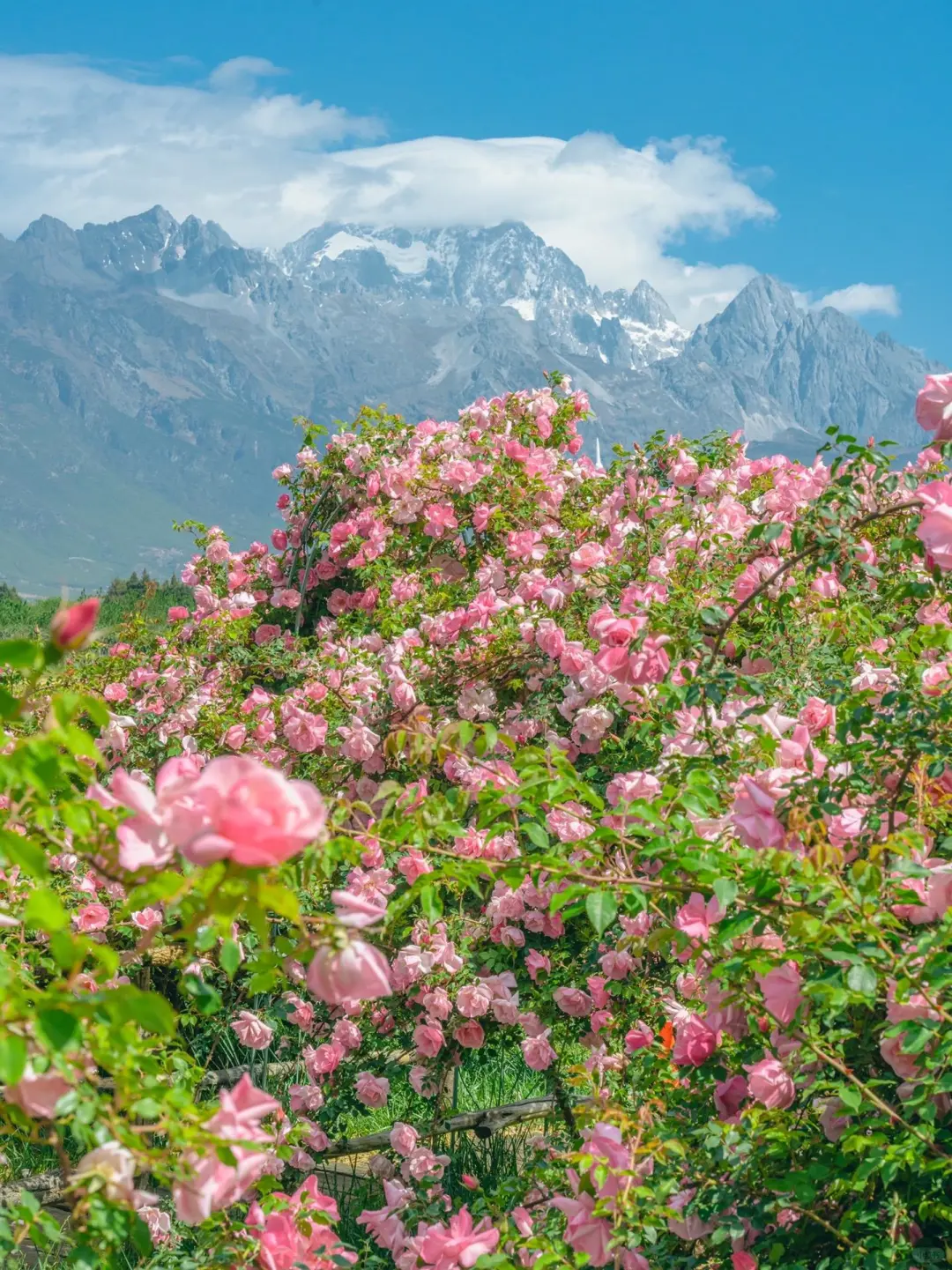 丽江小众打卡地❗打工人去班味的乌托邦🎪