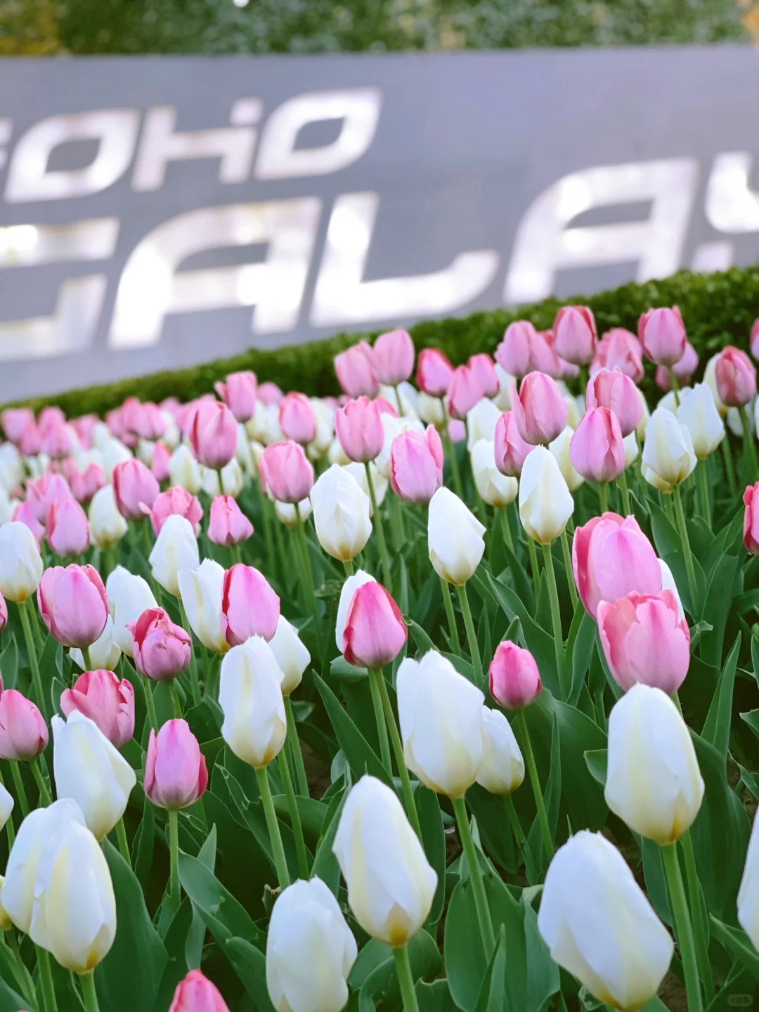 夜游北京🌷4月这里我愿称之郁金香最佳机位