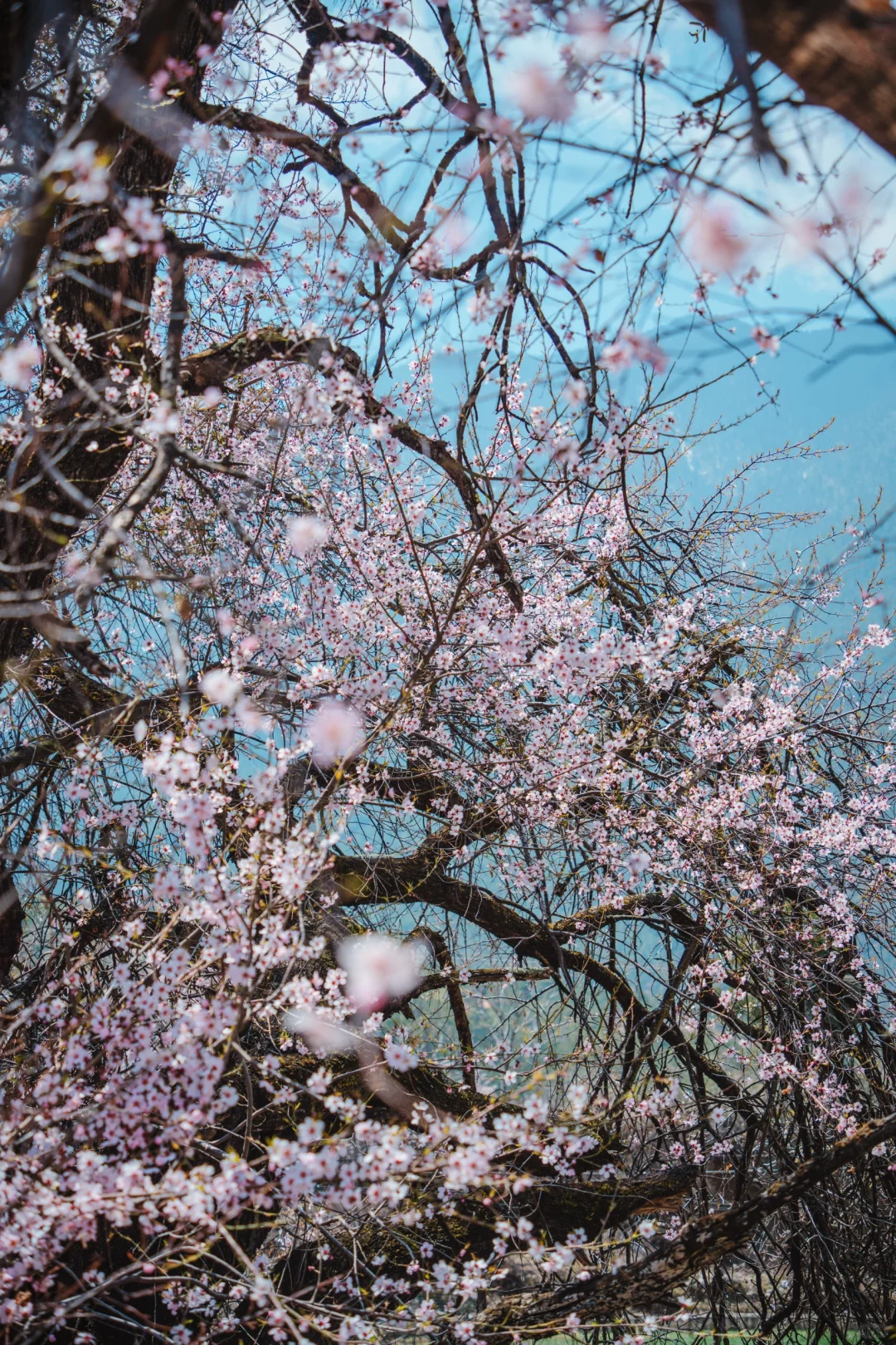 来香格里拉告别景点 来桃源秘境约拍吧❗️