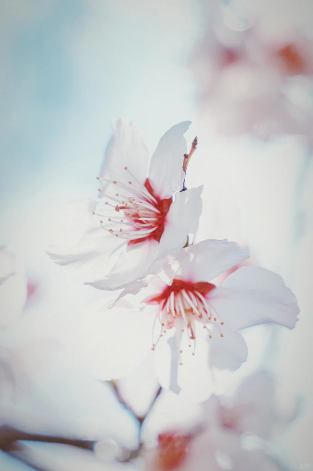 来香格里拉告别景点 来桃源秘境约拍吧❗️