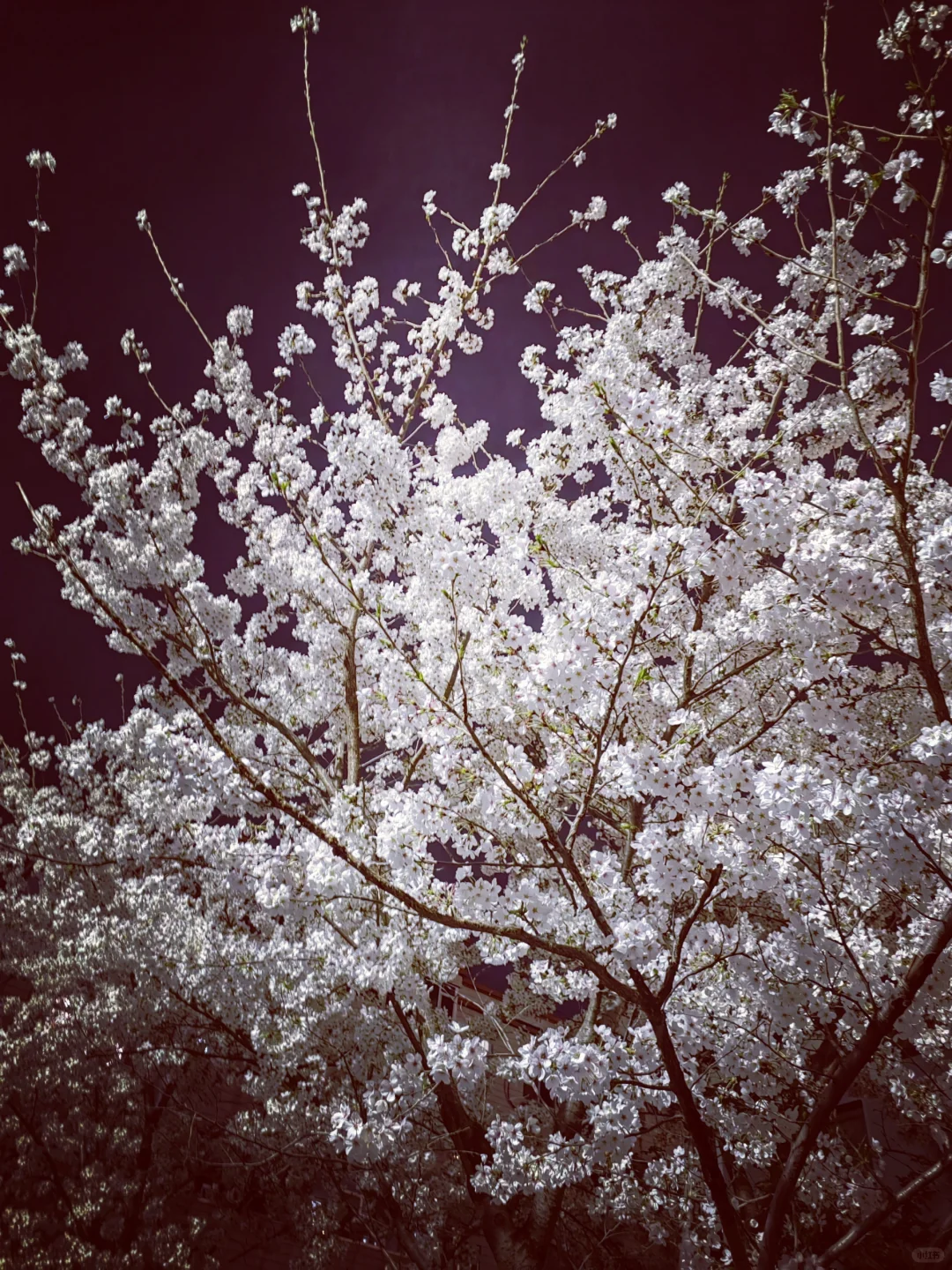 3.28真没想到家门口的樱花巷成了网红打卡地