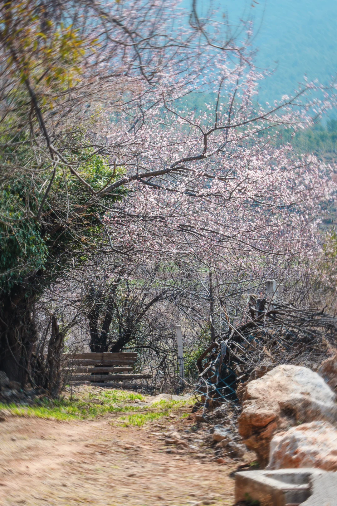 来香格里拉告别景点 来桃源秘境约拍吧❗️