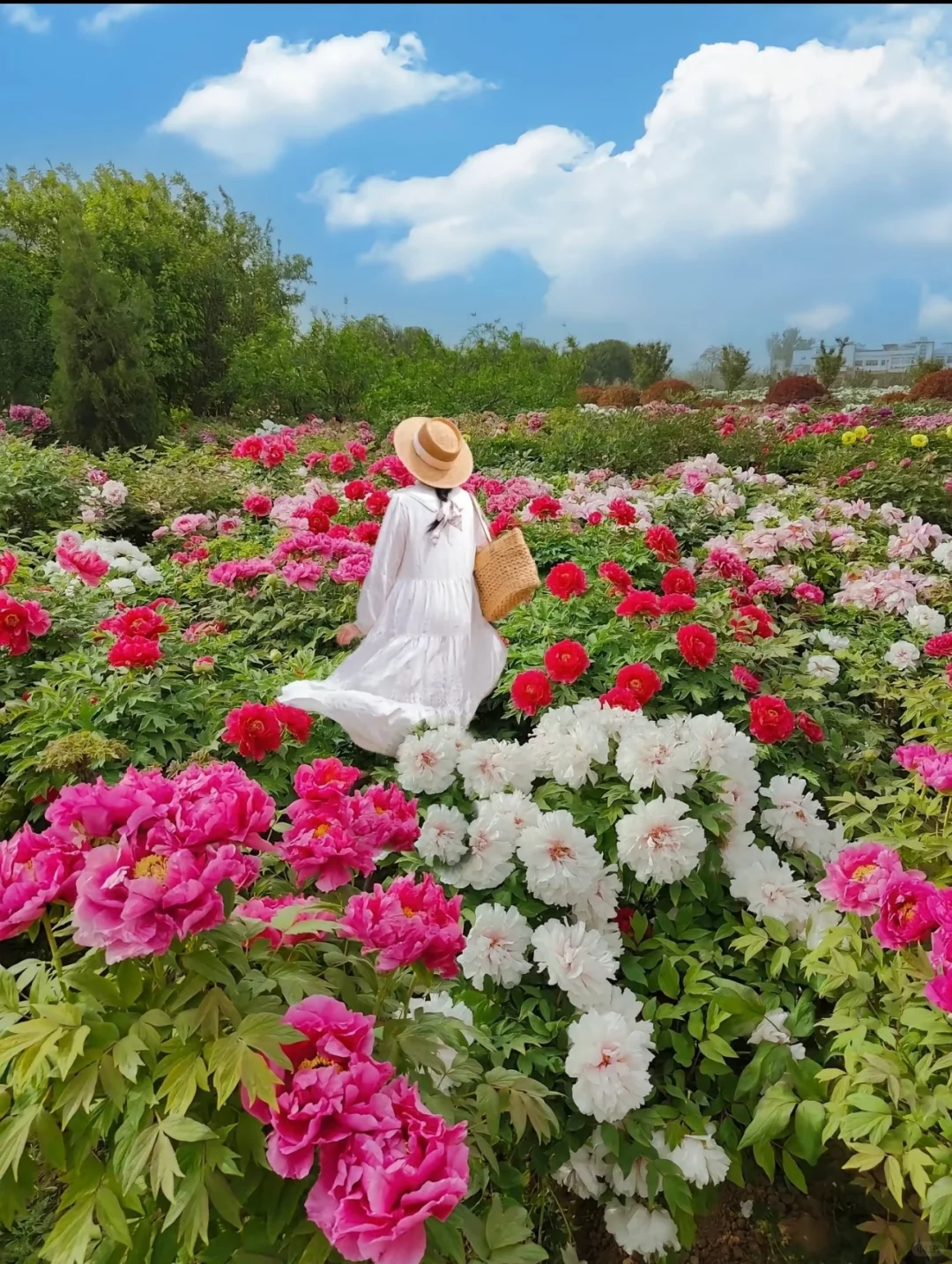 四月我要去洛阳谁也拦不住我🐛
