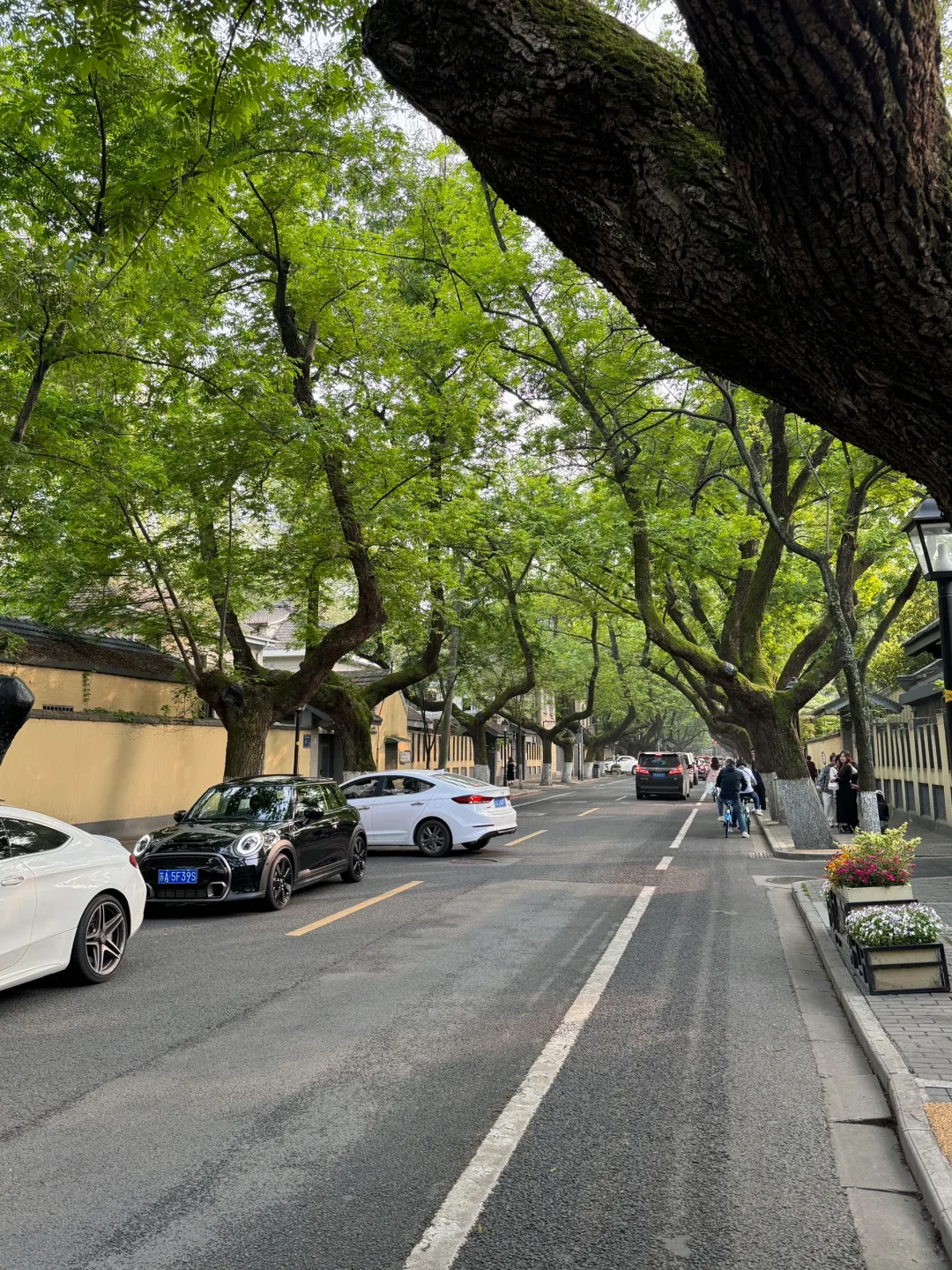 为了这面墙！我专门飞了一趟南京…