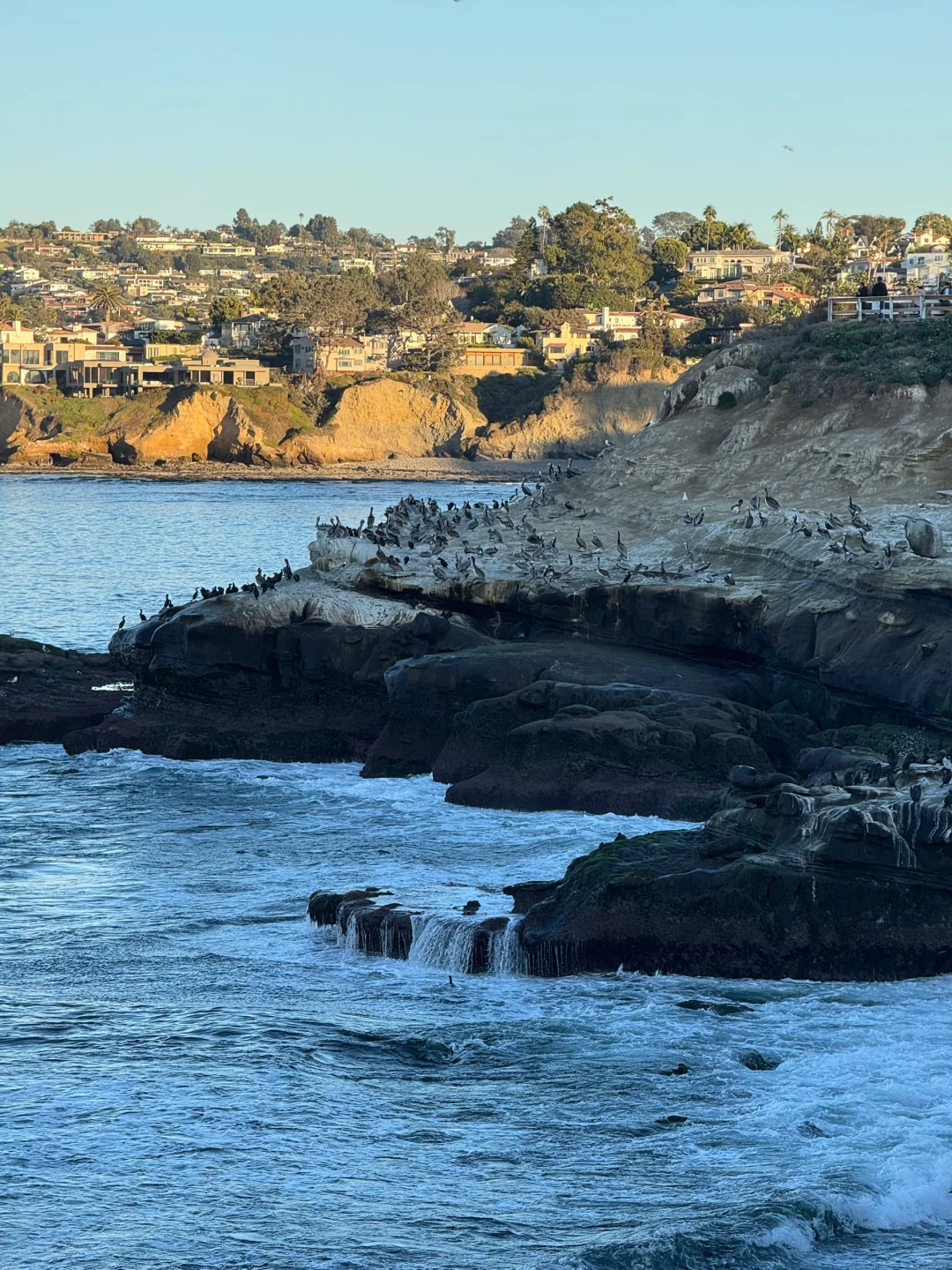 美国｜圣地亚哥La Jolla Cove🦭海狮太可爱啦