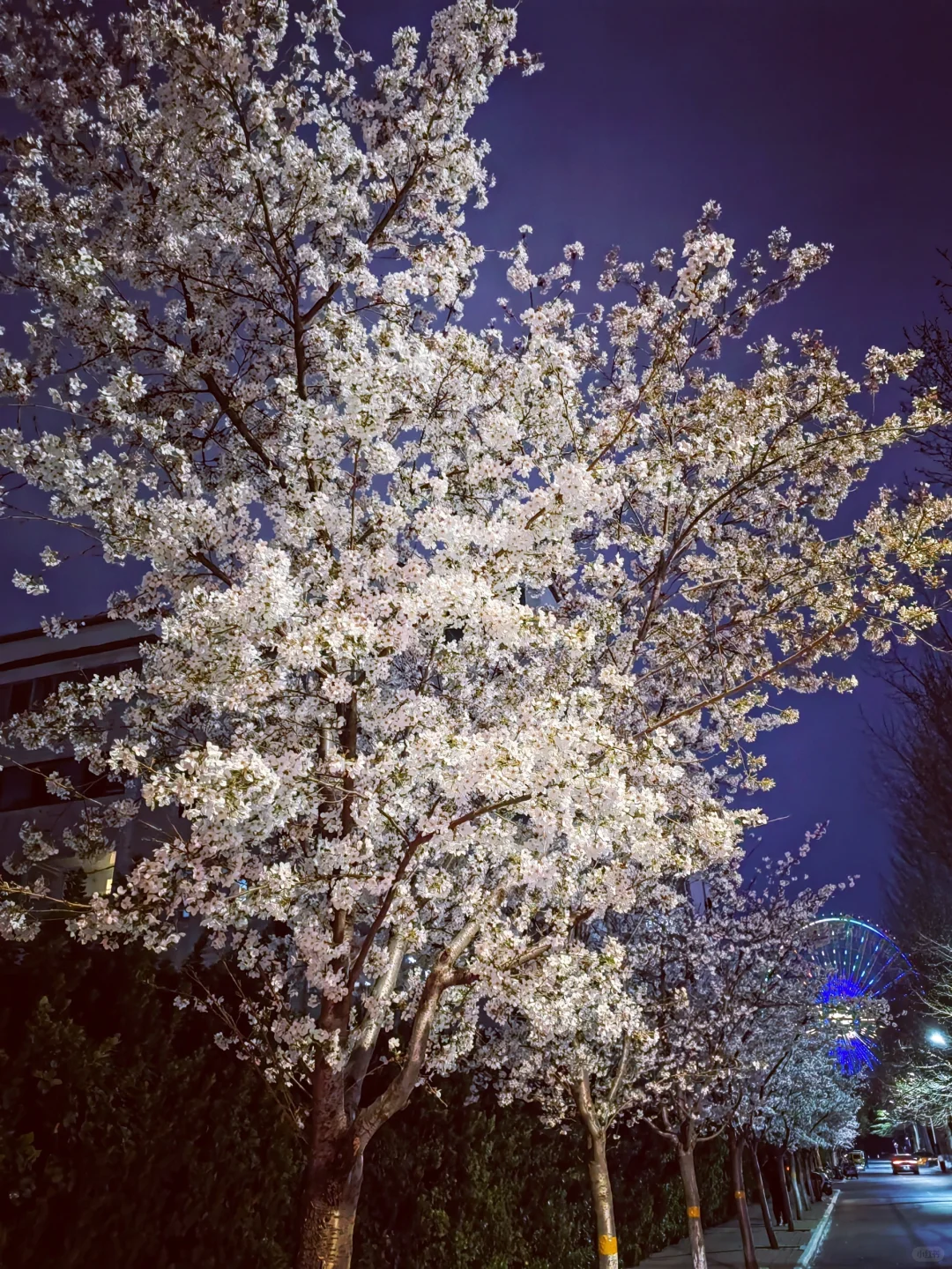 3.28真没想到家门口的樱花巷成了网红打卡地