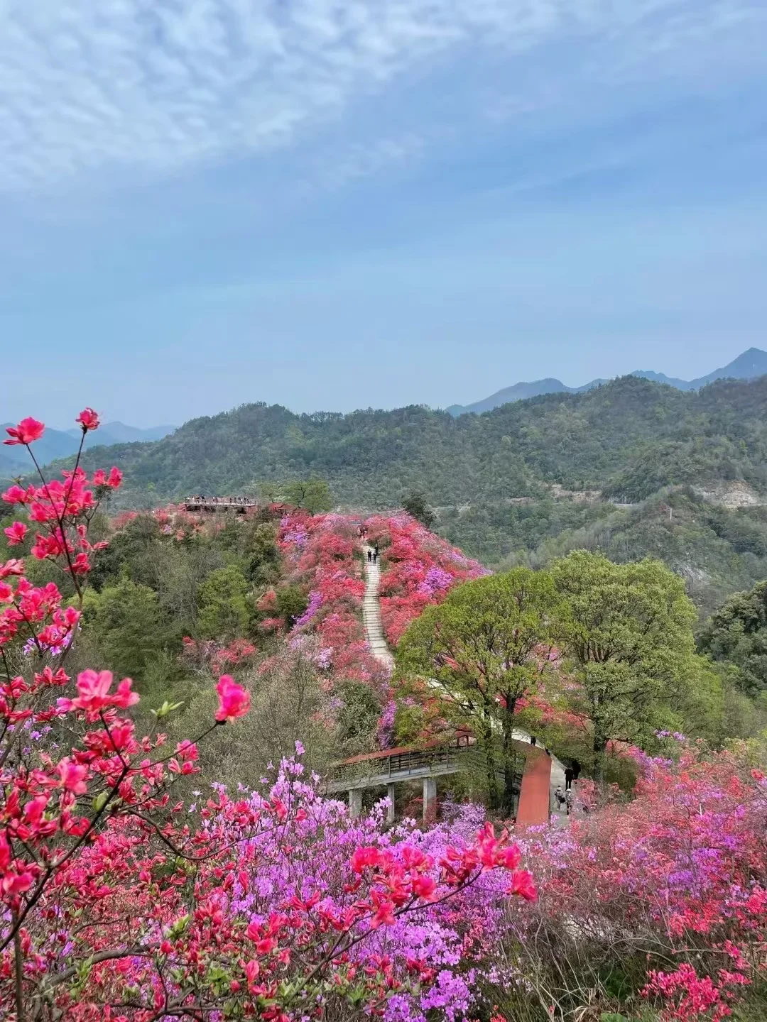 🌸河南这5个景区，承包你整个春天的浪漫