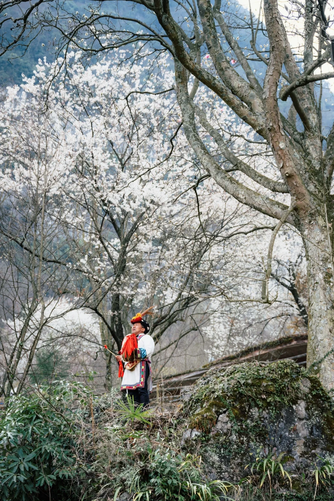 四川春日徒步天花板!爬悬崖天梯赏辛夷花海