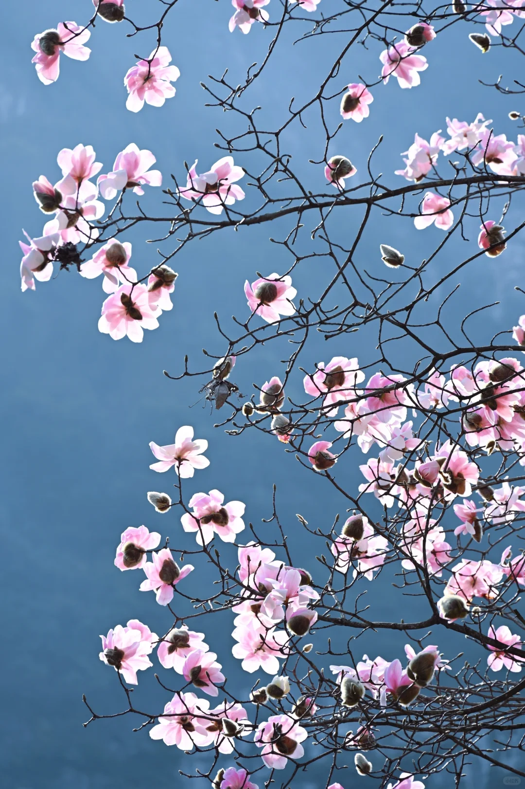 四川春日徒步天花板!爬悬崖天梯赏辛夷花海