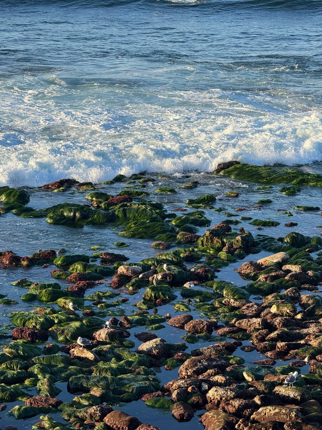 美国｜圣地亚哥La Jolla Cove🦭海狮太可爱啦
