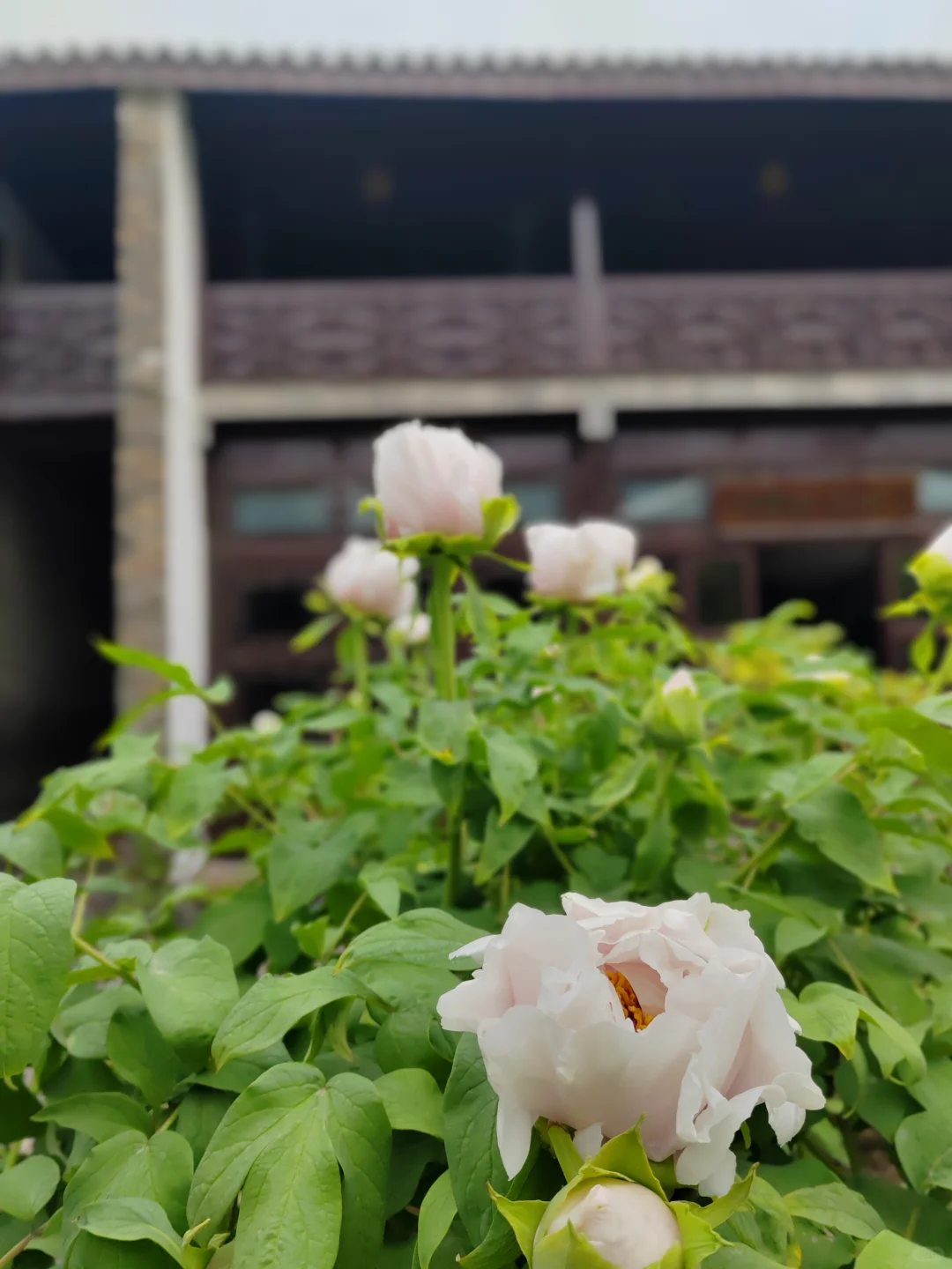 何园花情报告3月29日早7点实拍