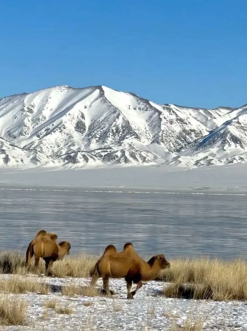 💬“新疆的辽阔，是连风都自由的地方。”