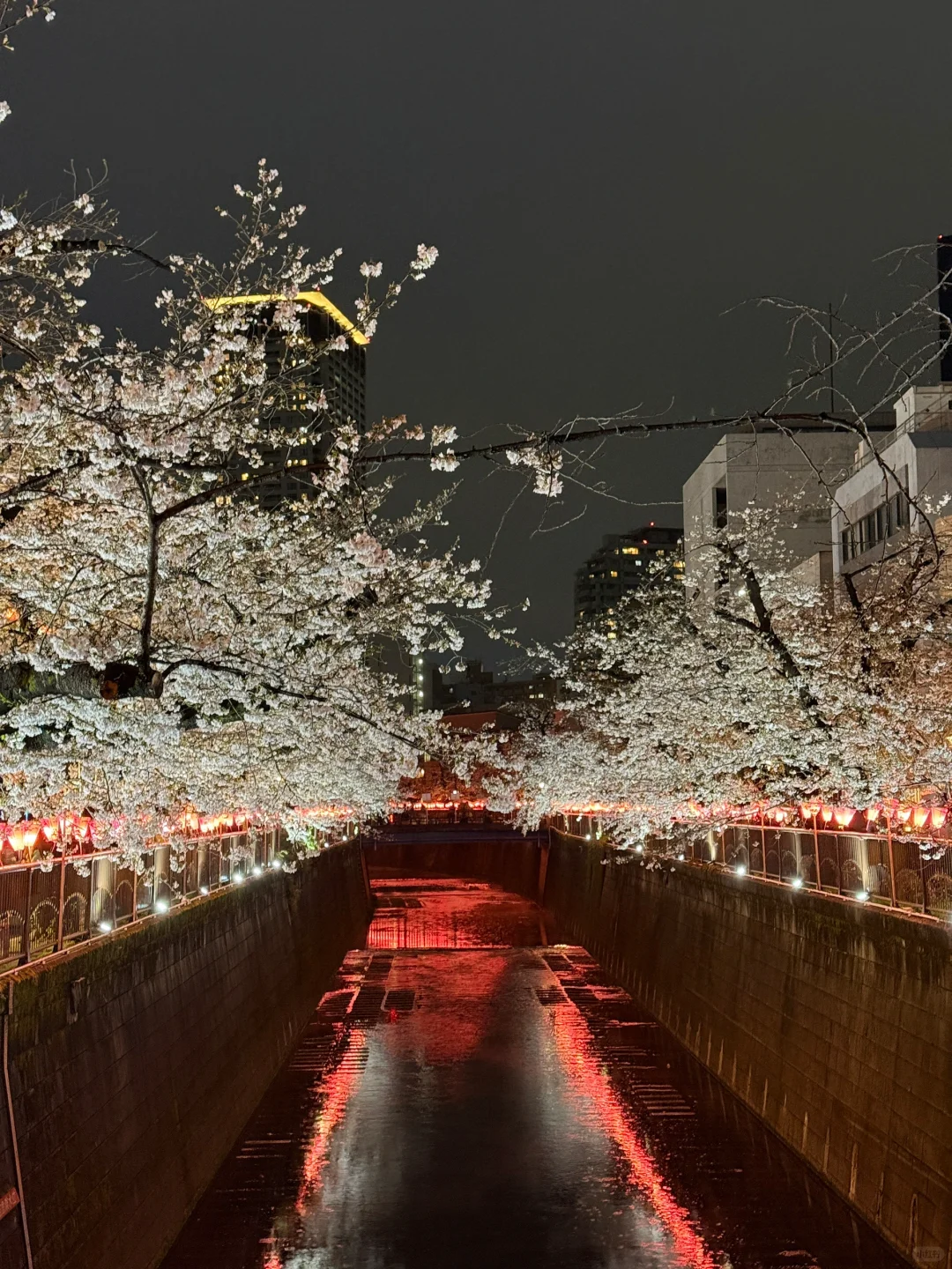 目黑川樱花🌸きねいだ！