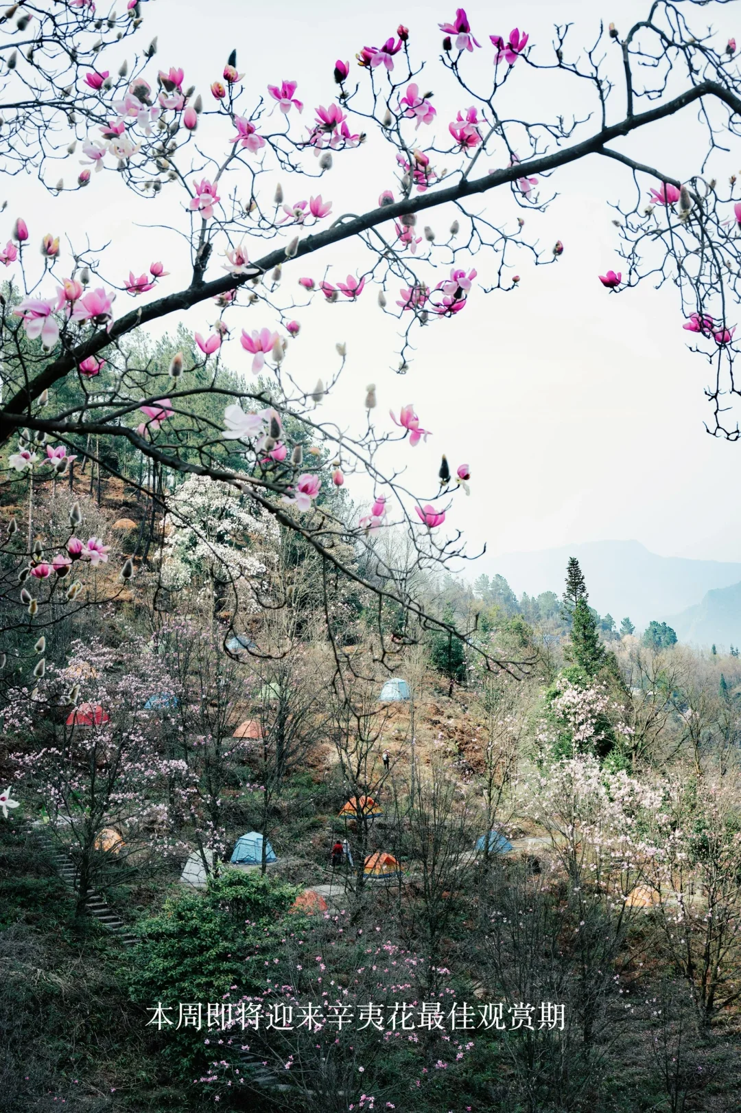 四川春日徒步天花板!爬悬崖天梯赏辛夷花海