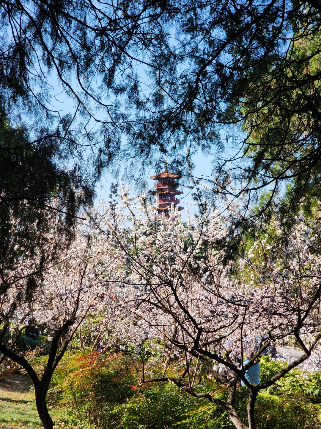 徐州花开这么好看你怎么也不宣传呢