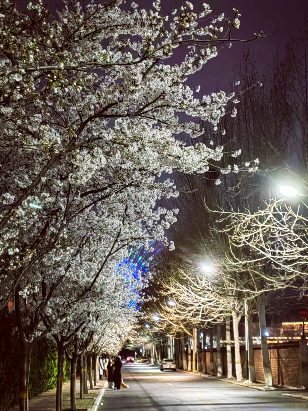 3.28真没想到家门口的樱花巷成了网红打卡地