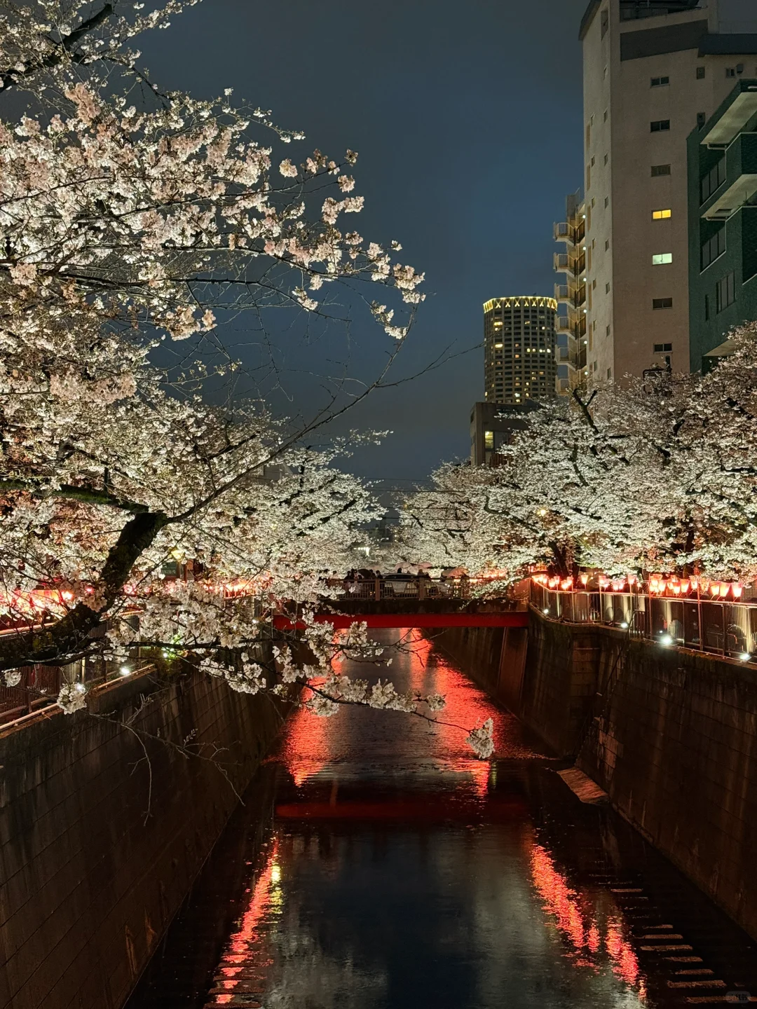 目黑川樱花🌸きねいだ！