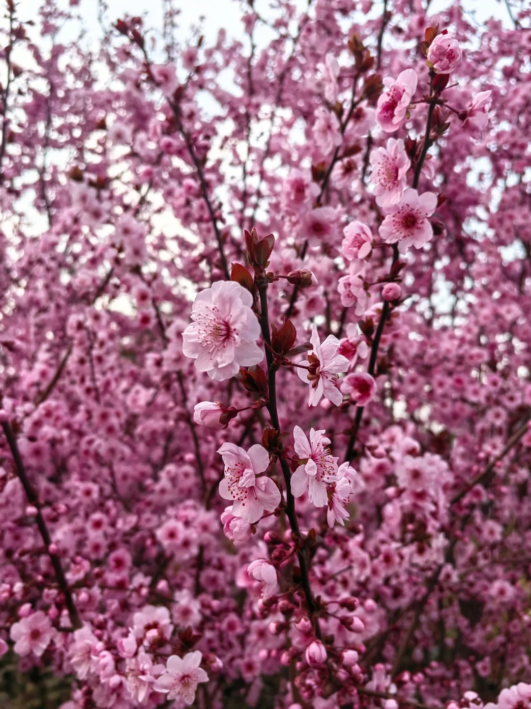 3.28真没想到家门口的樱花巷成了网红打卡地