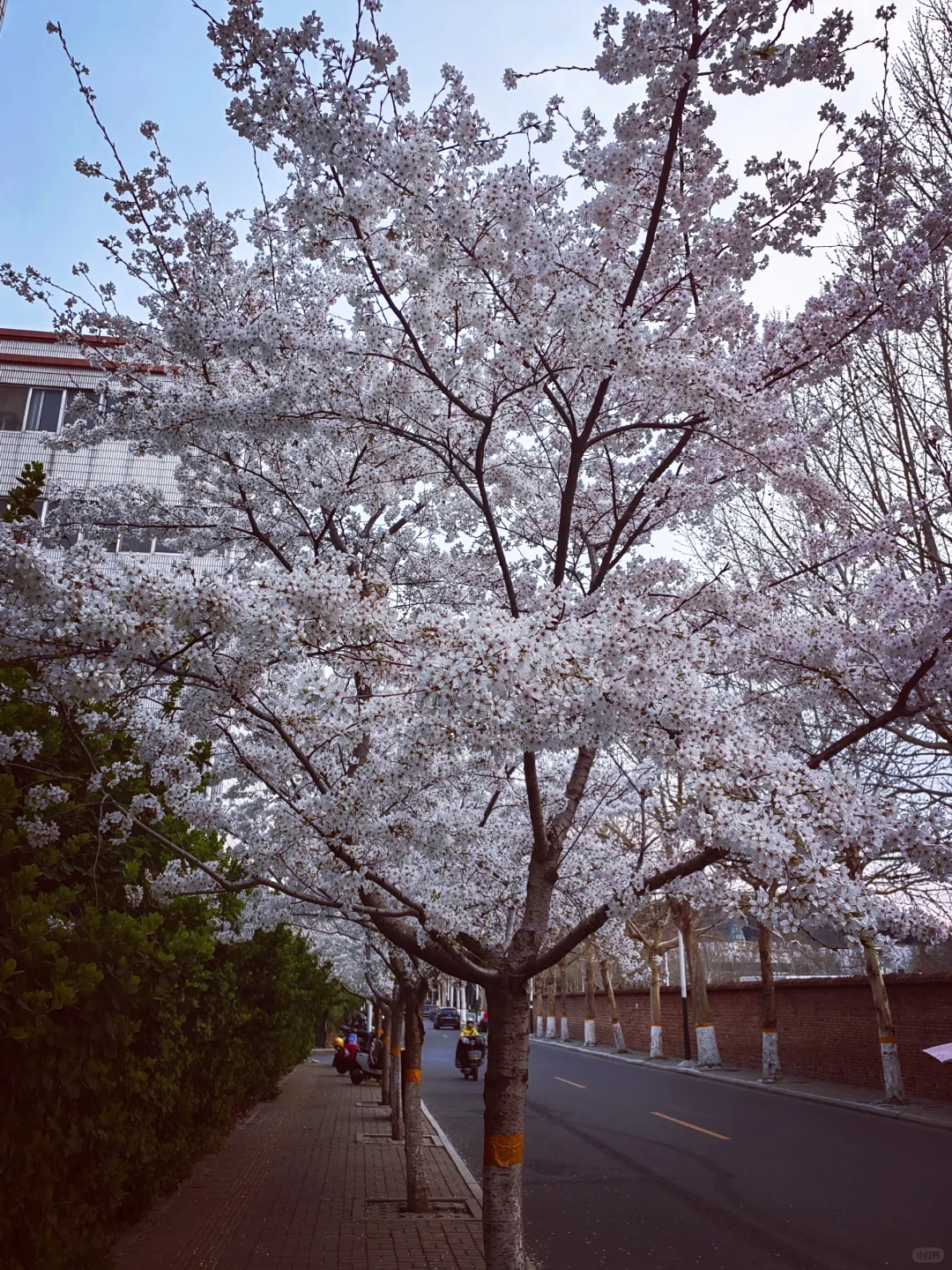 3.28真没想到家门口的樱花巷成了网红打卡地