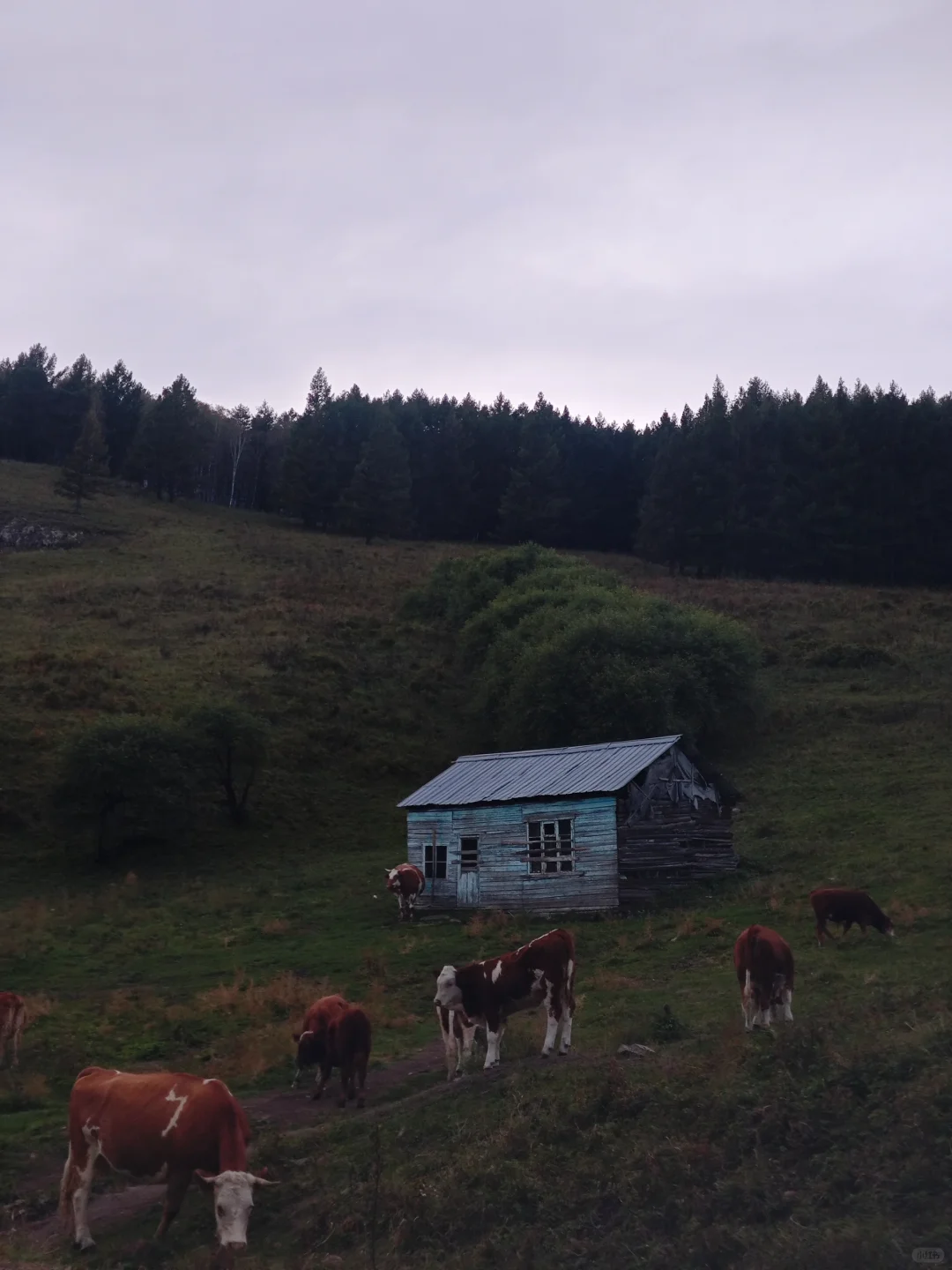 📍阿尔山“被大兴安岭包围的小镇”