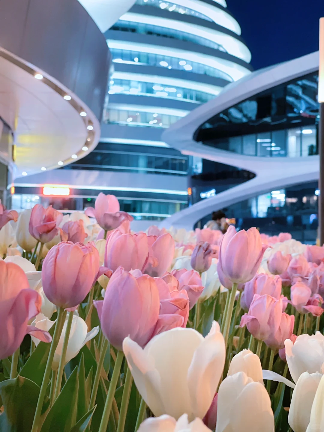 夜游北京🌷4月这里我愿称之郁金香最佳机位