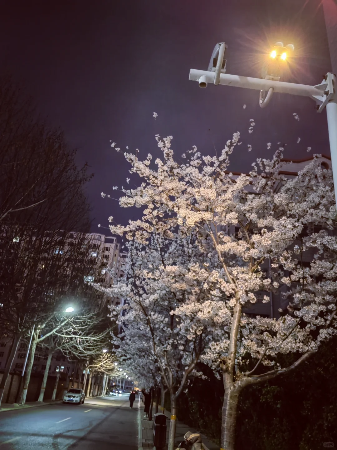 3.28真没想到家门口的樱花巷成了网红打卡地