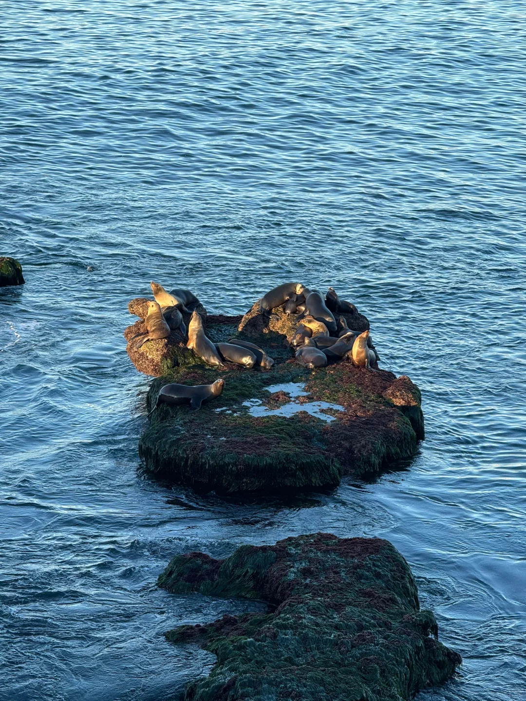 美国｜圣地亚哥La Jolla Cove🦭海狮太可爱啦