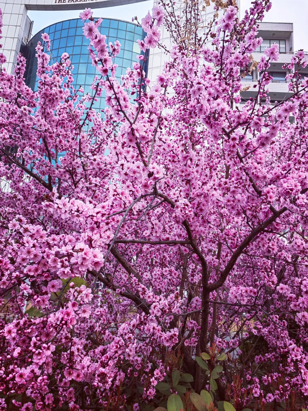 3.28真没想到家门口的樱花巷成了网红打卡地