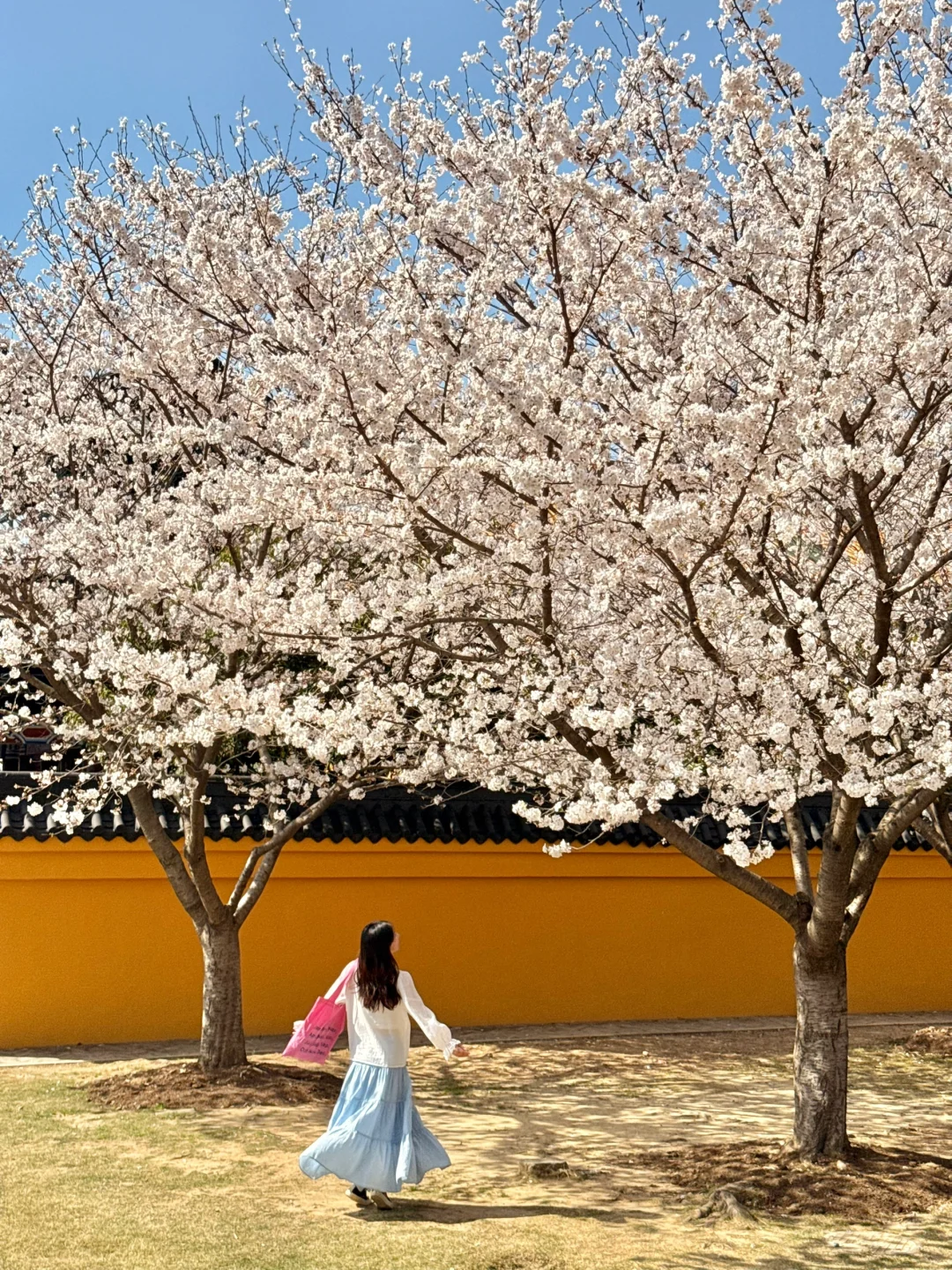迄今为止最让我震撼的樱花寺庙出现了…