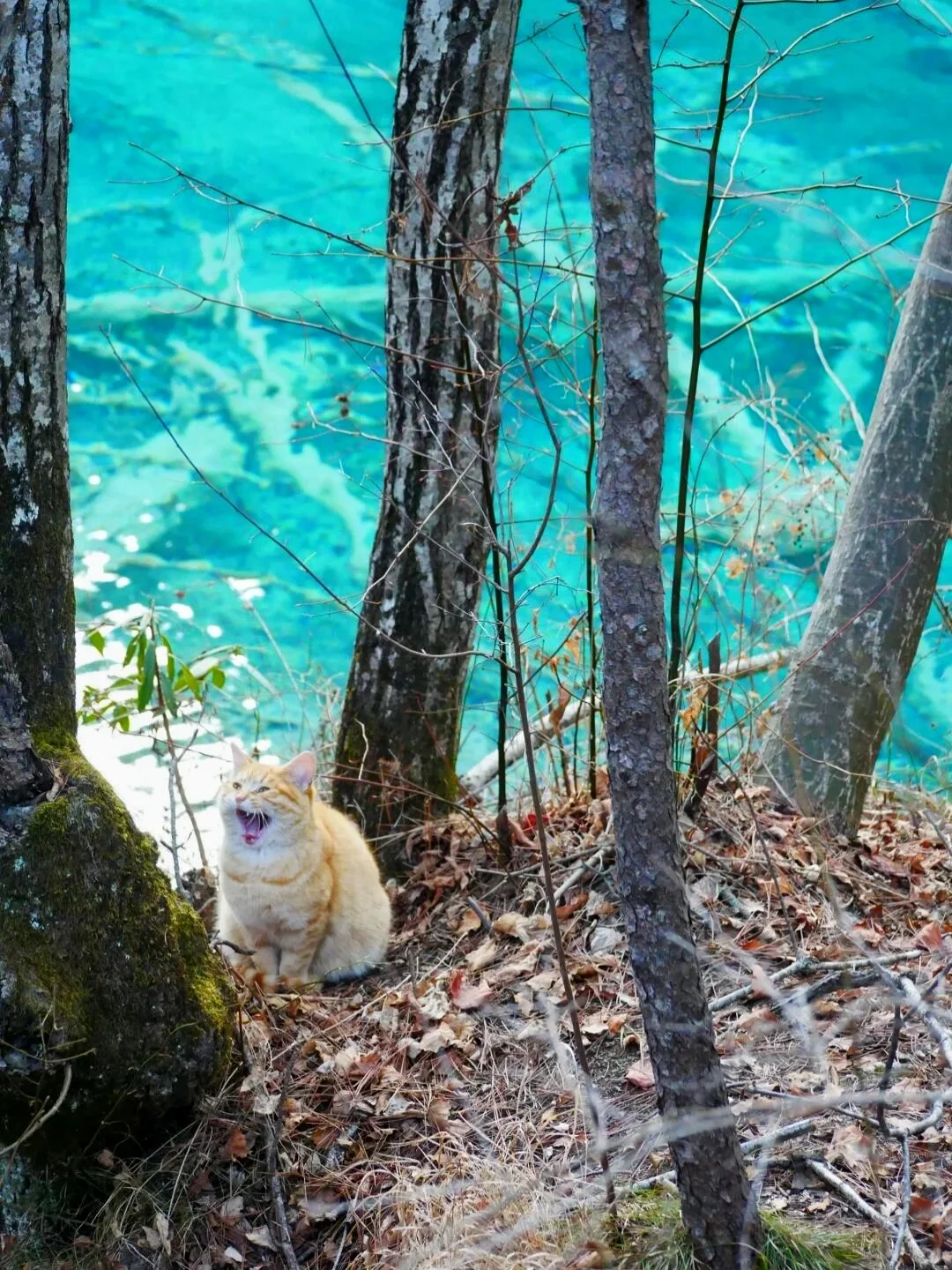 📍3.26九寨沟现状！！简直是来到了动物世界
