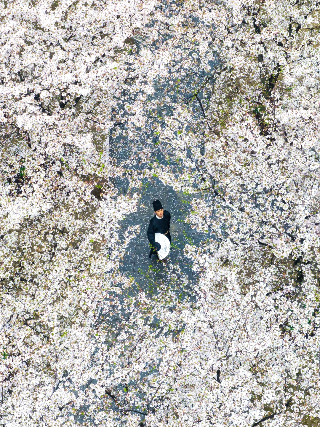 比起鼋头渚人挤人‼️我更爱这座樱花之城🌸