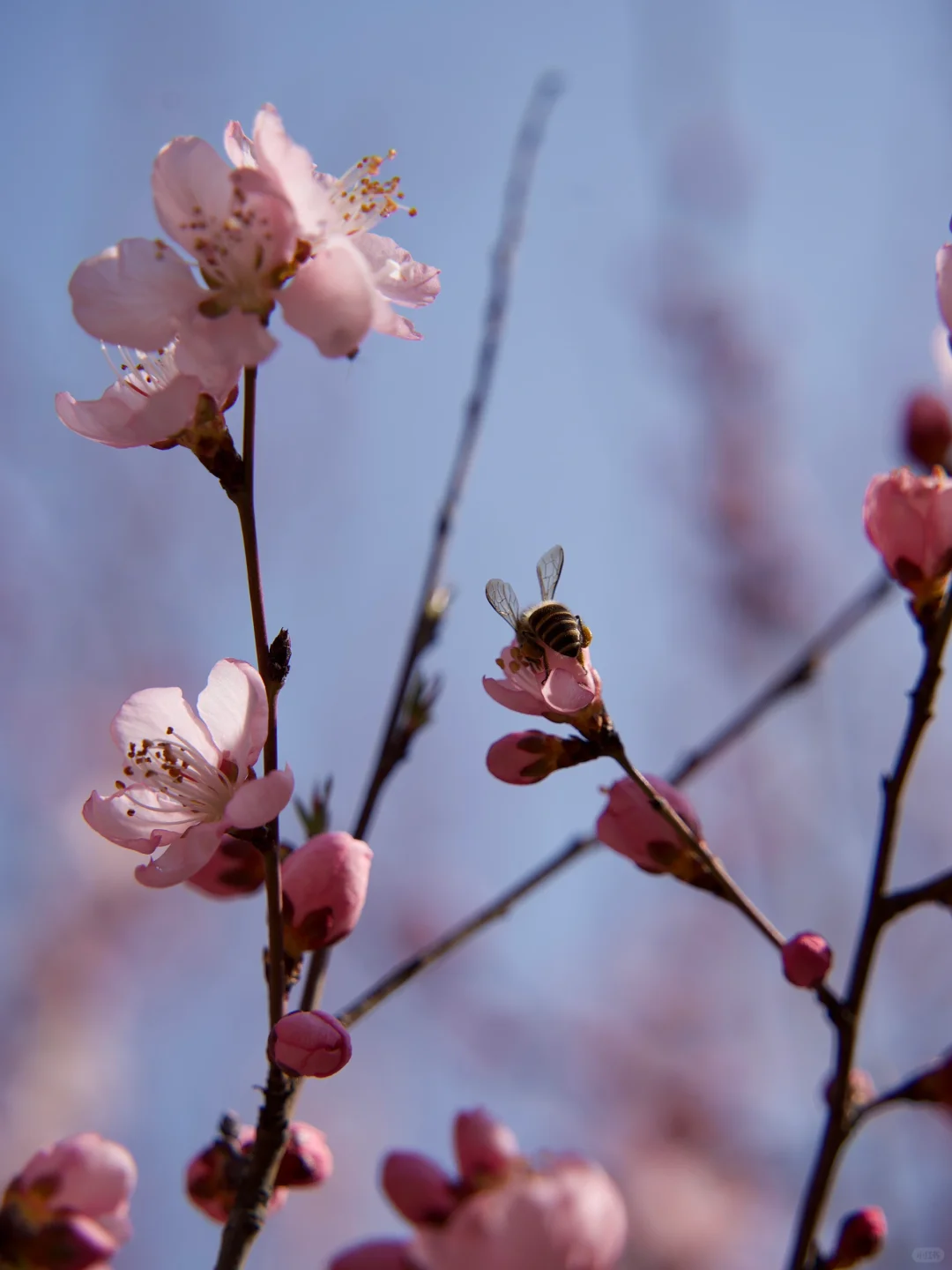 西安1h上春山!这里的春日限定美到犯规!