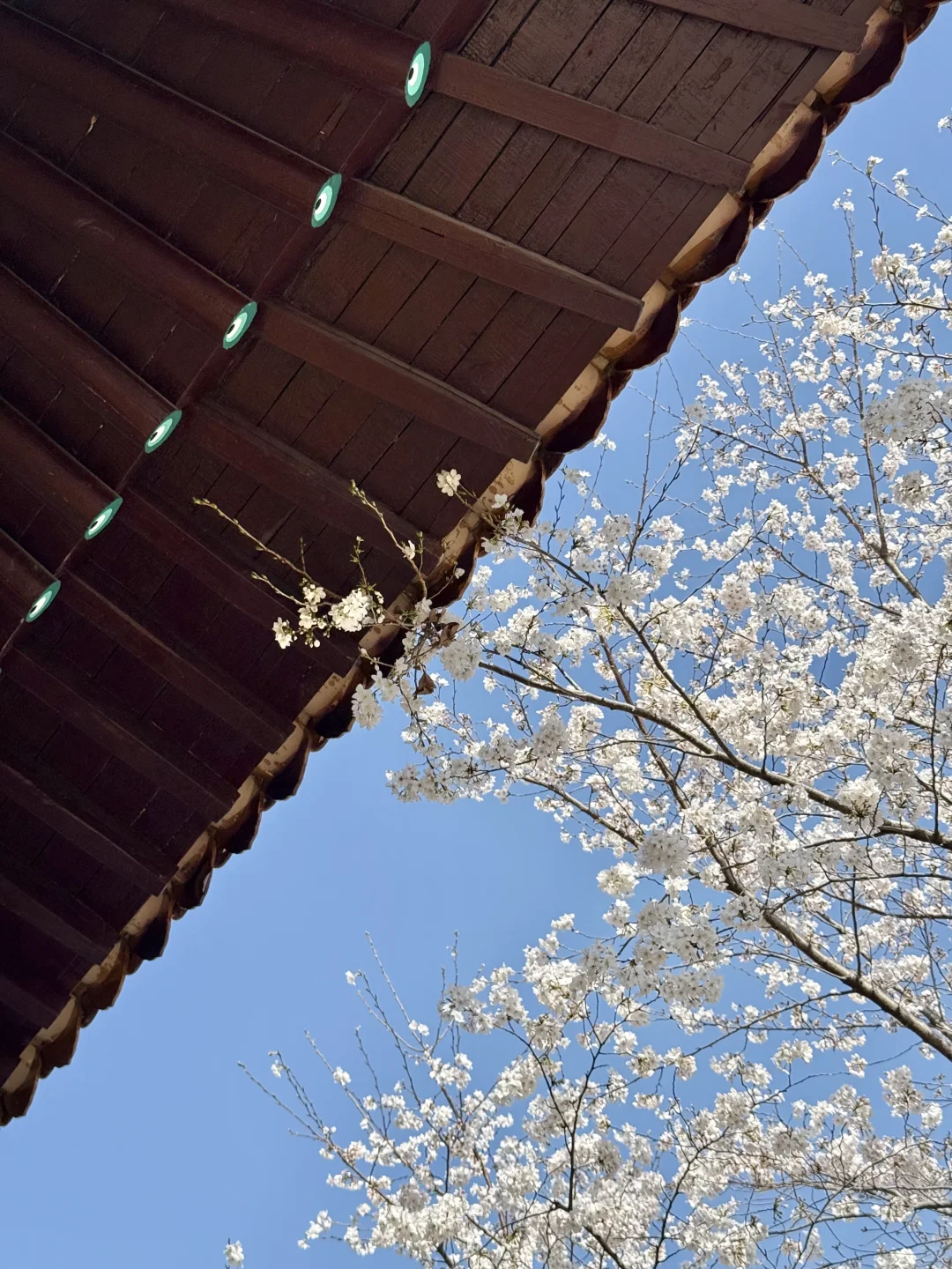 迄今为止最让我震撼的樱花寺庙出现了…