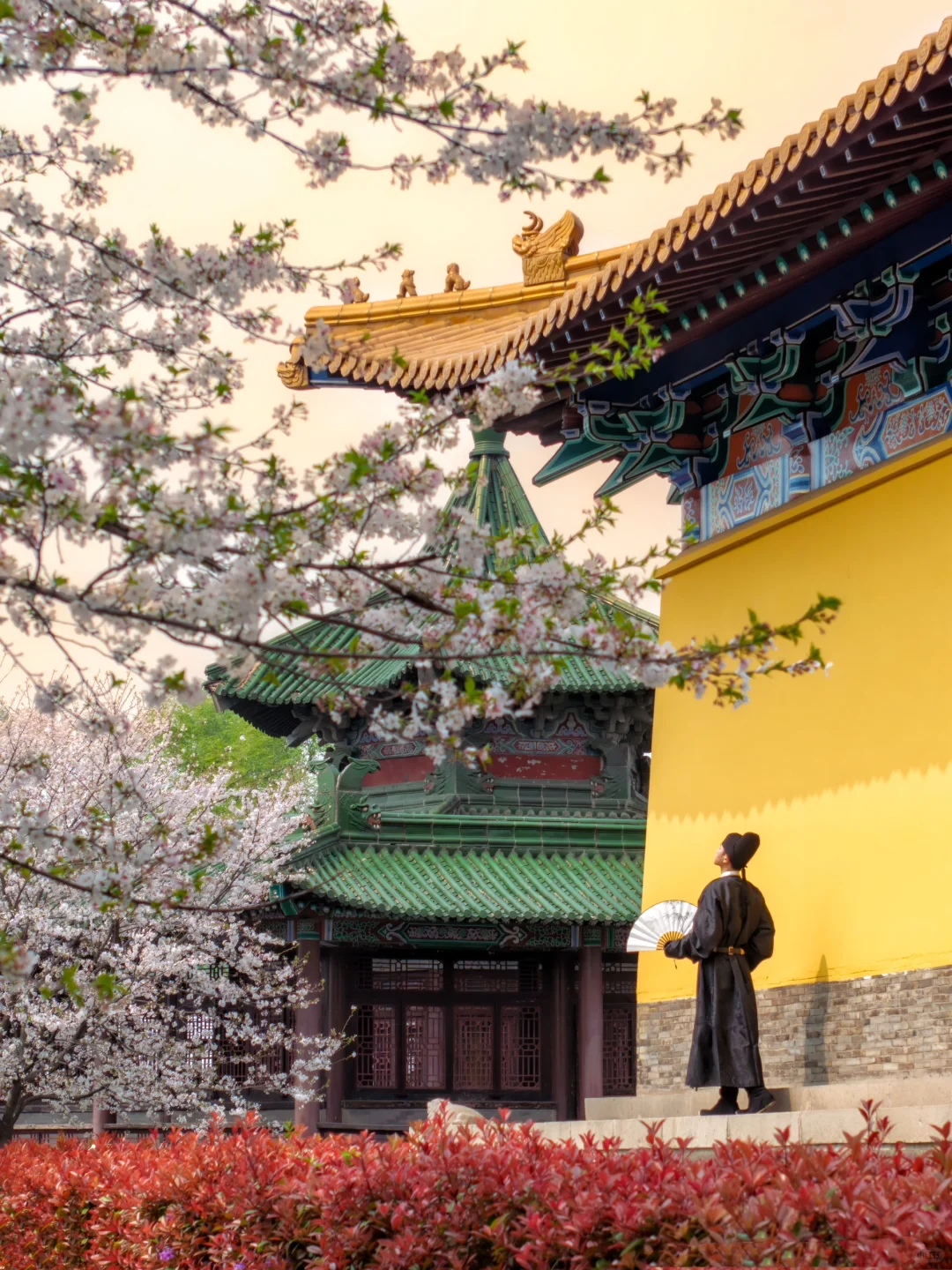 比起鼋头渚人挤人‼️我更爱这座樱花之城🌸