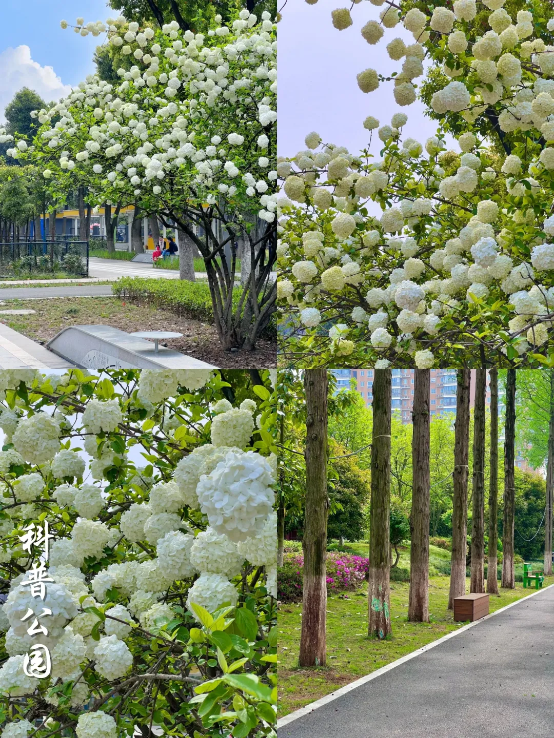 2025武汉木绣球开了‼️分享⑨个私藏打卡点