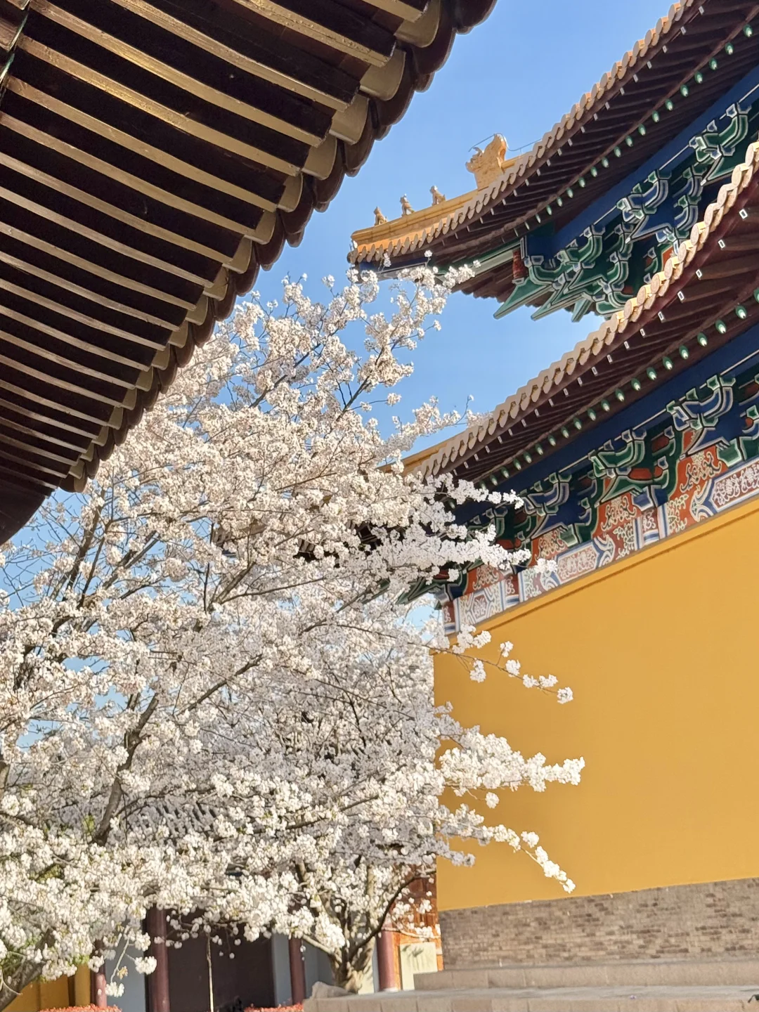 迄今为止最让我震撼的樱花寺庙出现了…