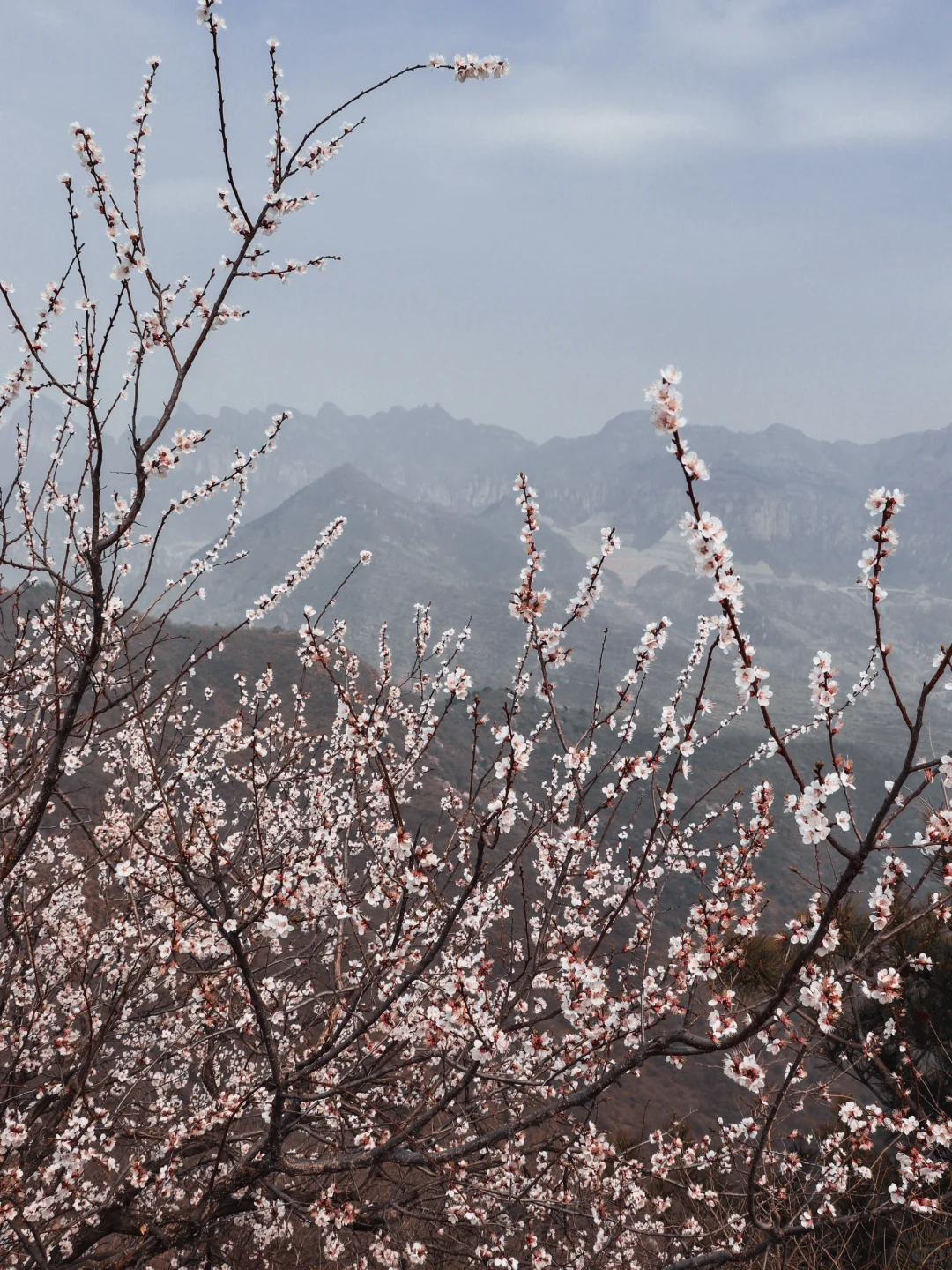 邢台周边一日游 懒人轻松爬山赏花攻略